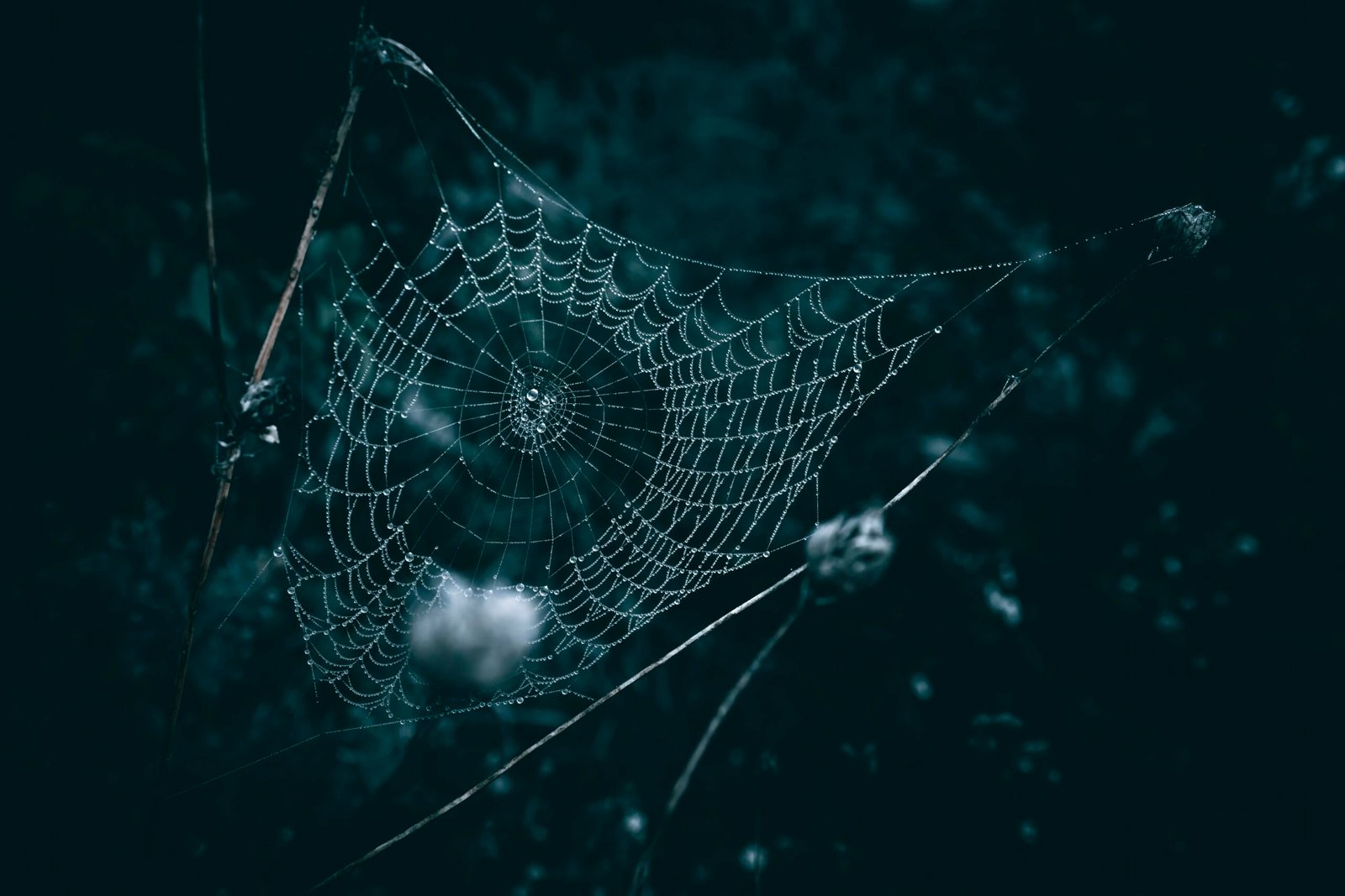 a spider web with water droplets on it