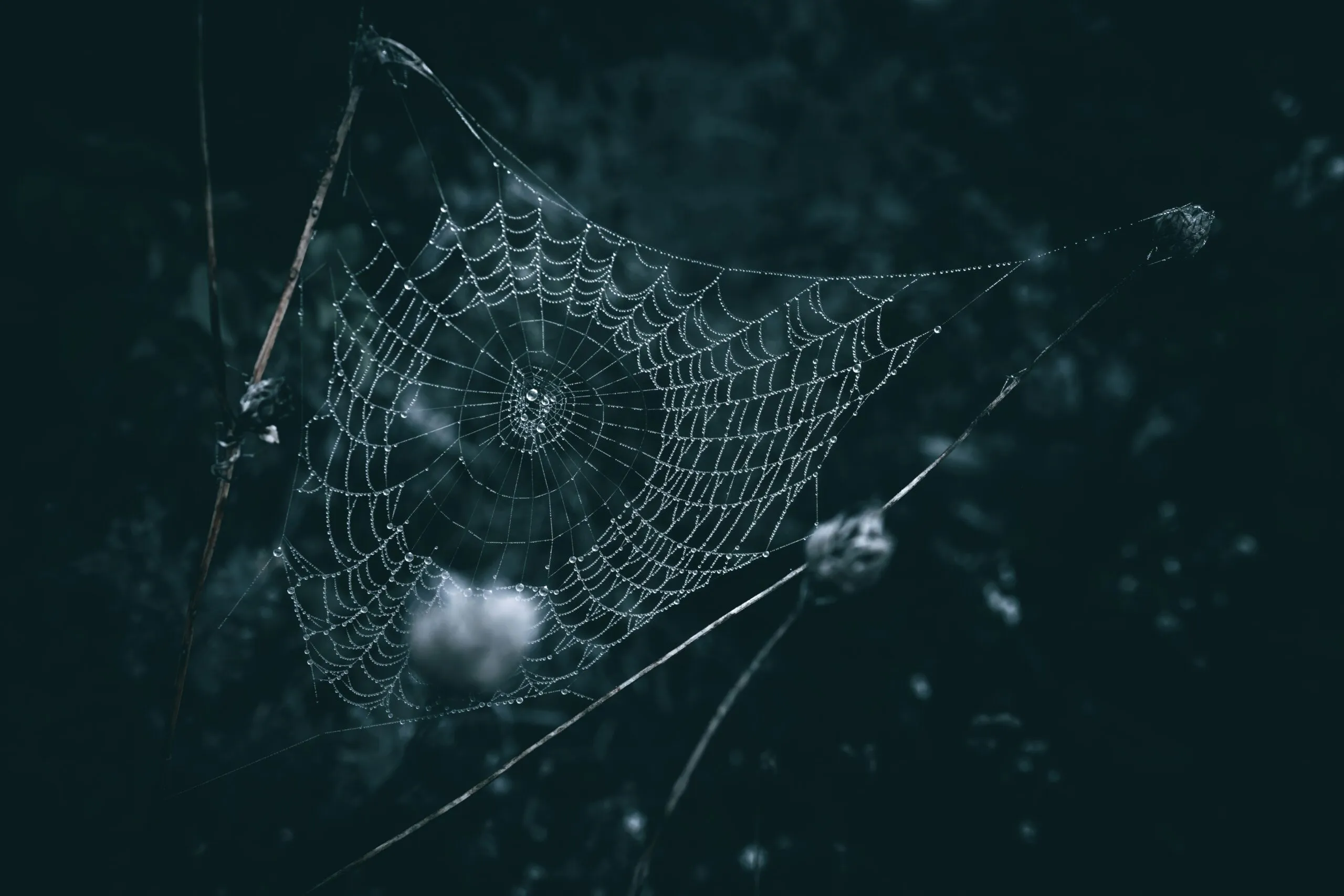 a spider web with water droplets on it