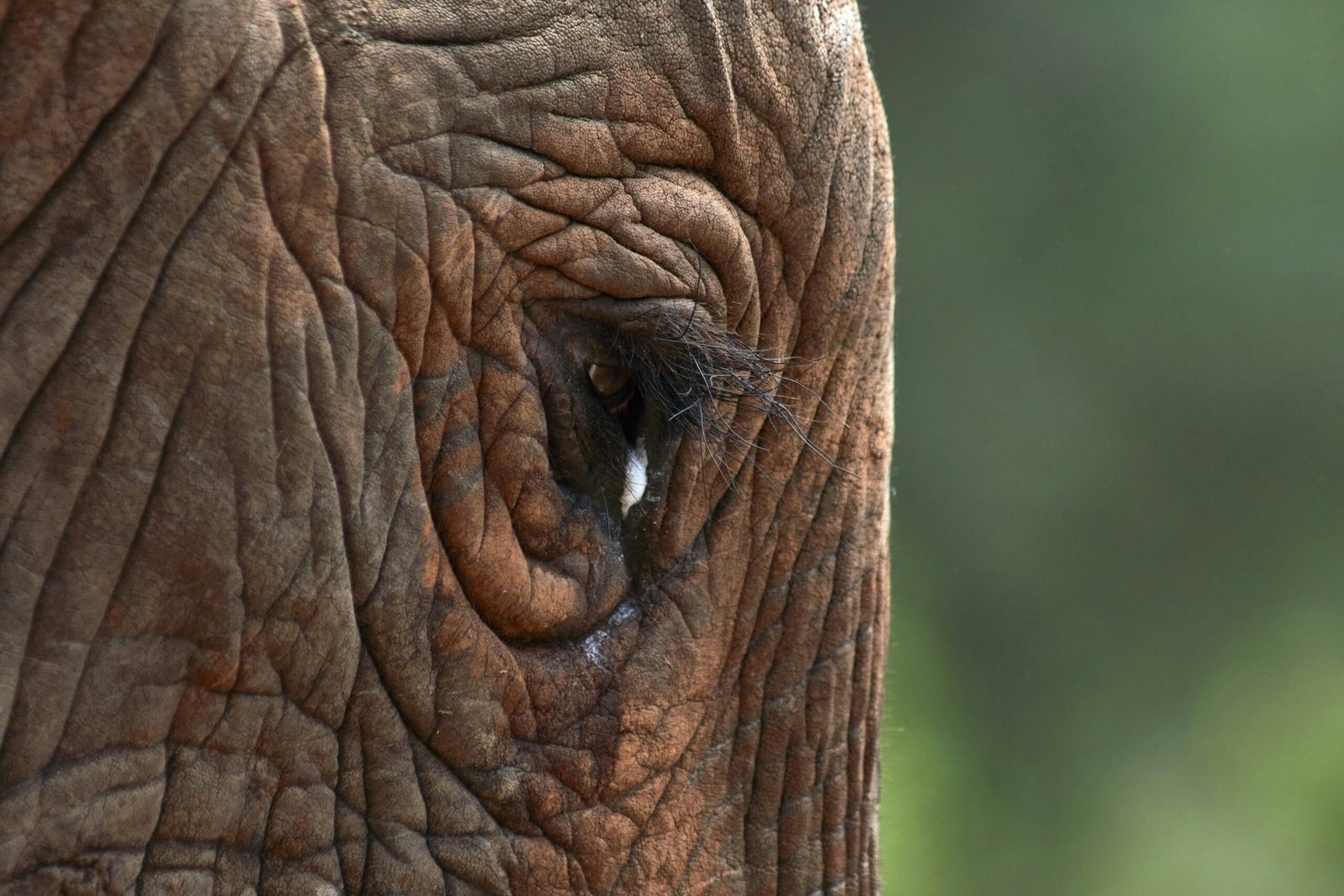 An elephant's eye shows detailed skin.