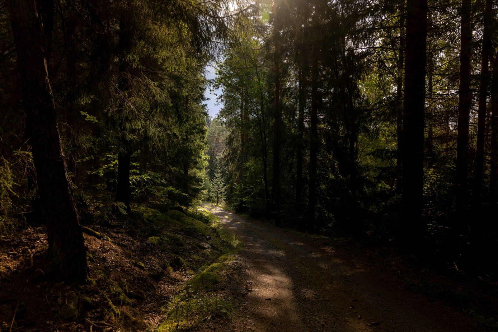 A dirt road in the middle of a forest
