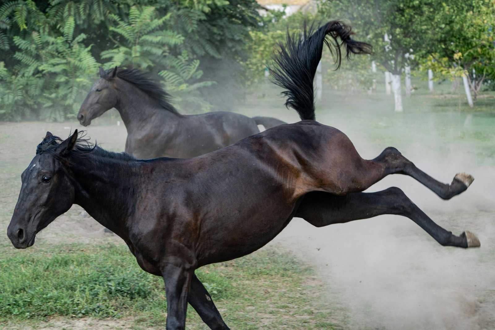 Two horses running and kicking up dust