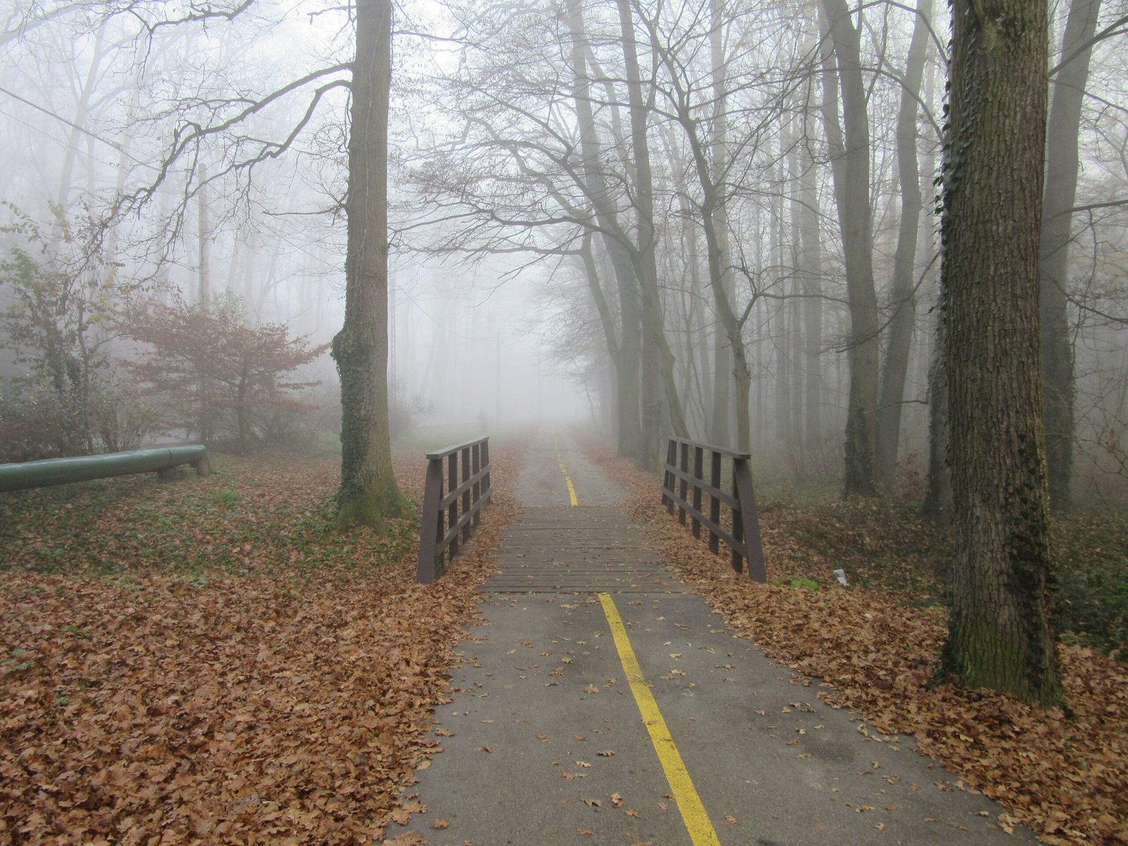 A foggy path in a wooded area with trees