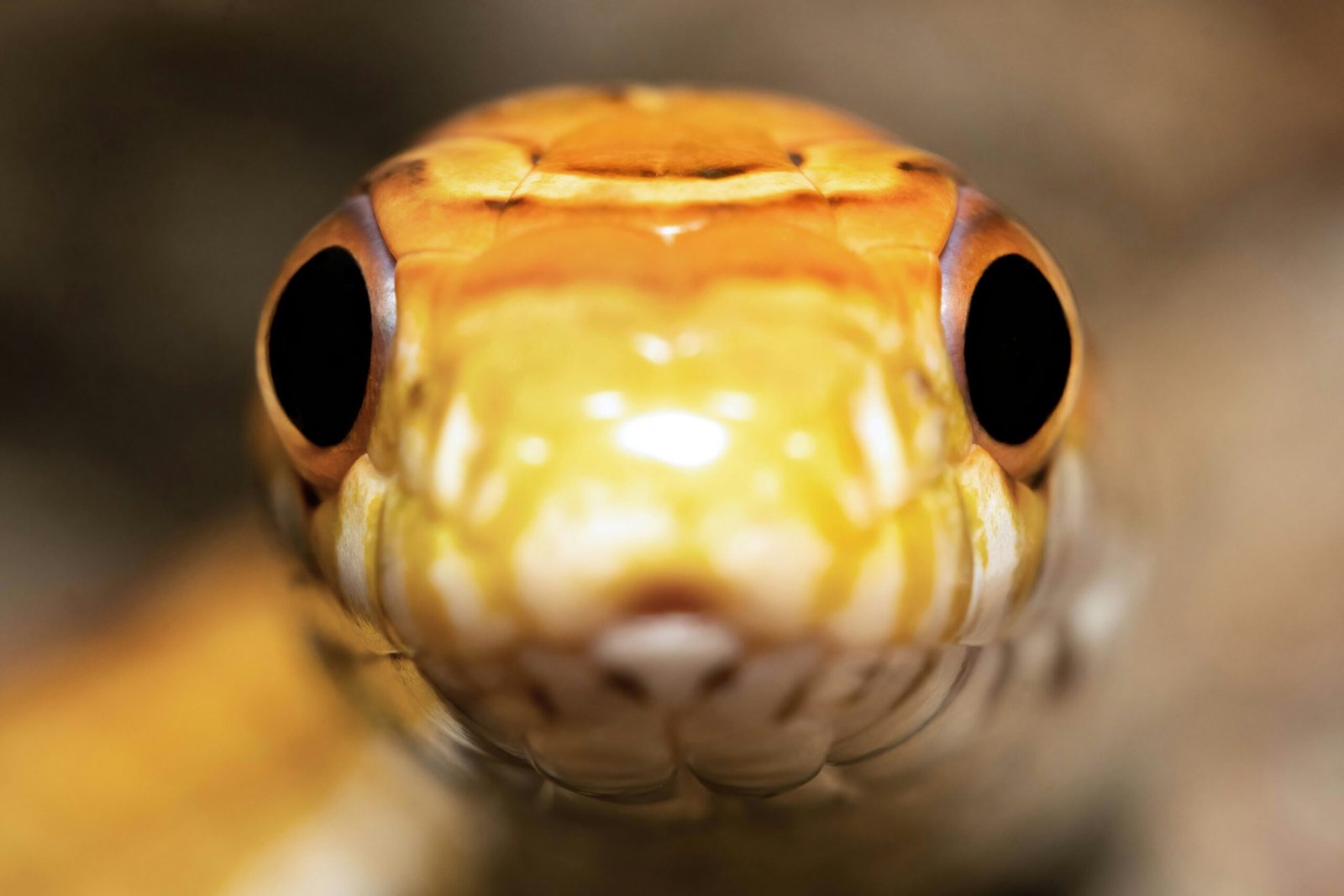 A close up of a yellow snake's head