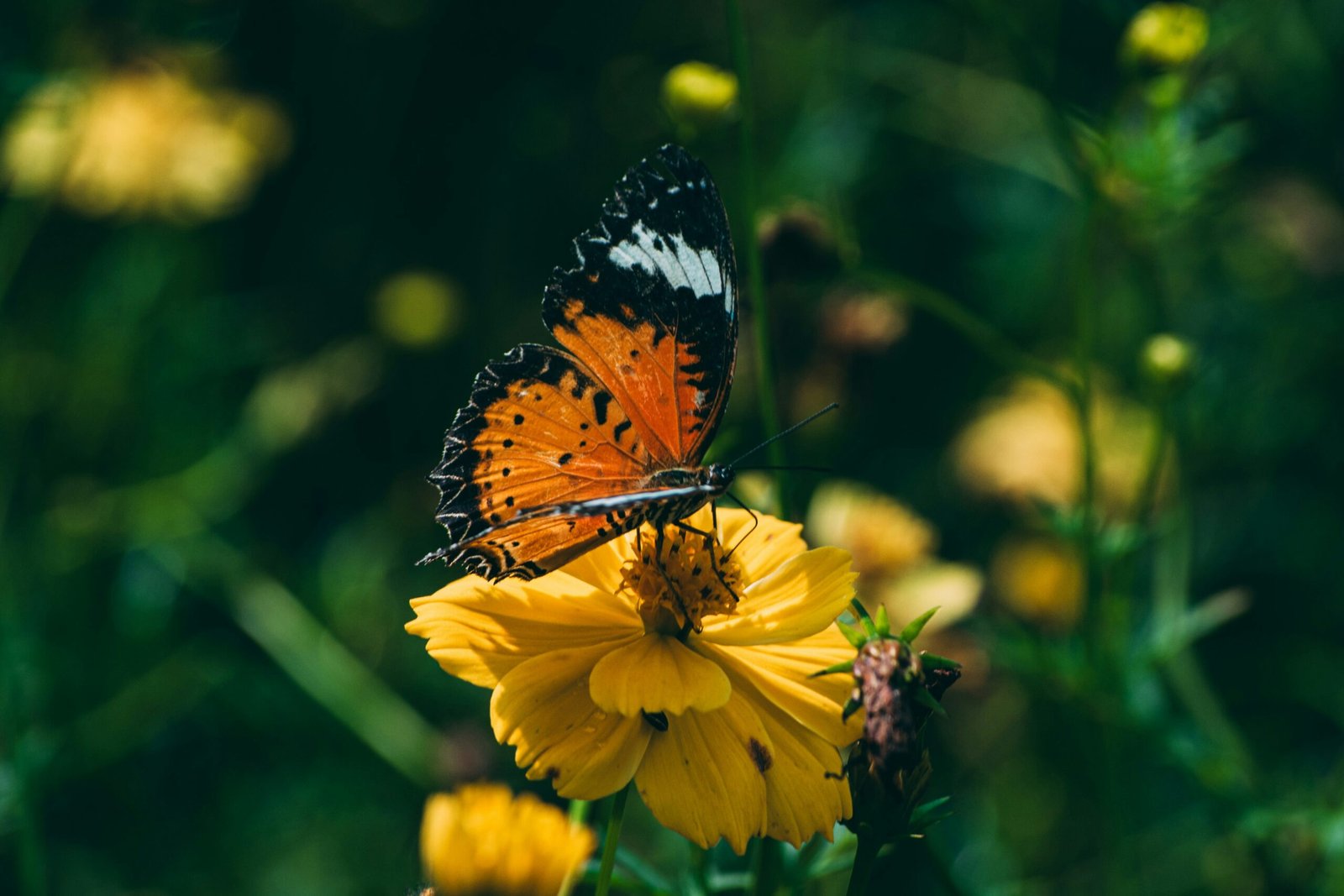 Orange butterfly resting on a yellow flower