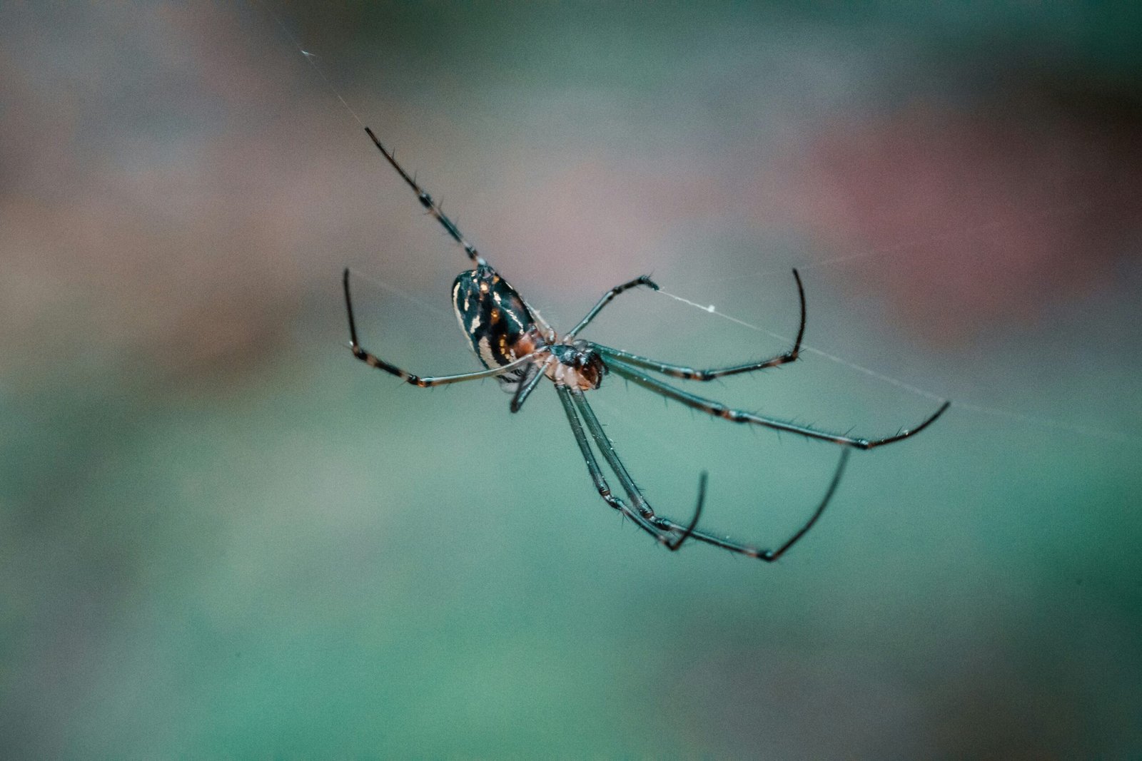 photo of black spider