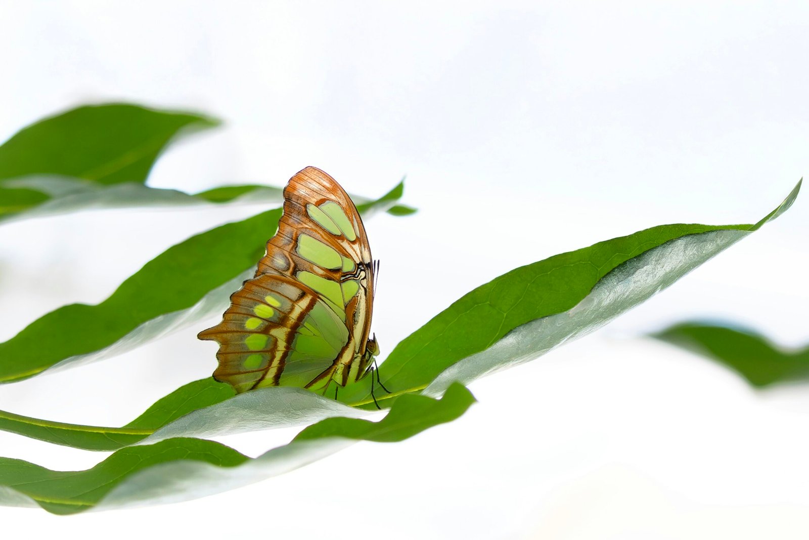 Green butterfly resting on a vibrant green leaf