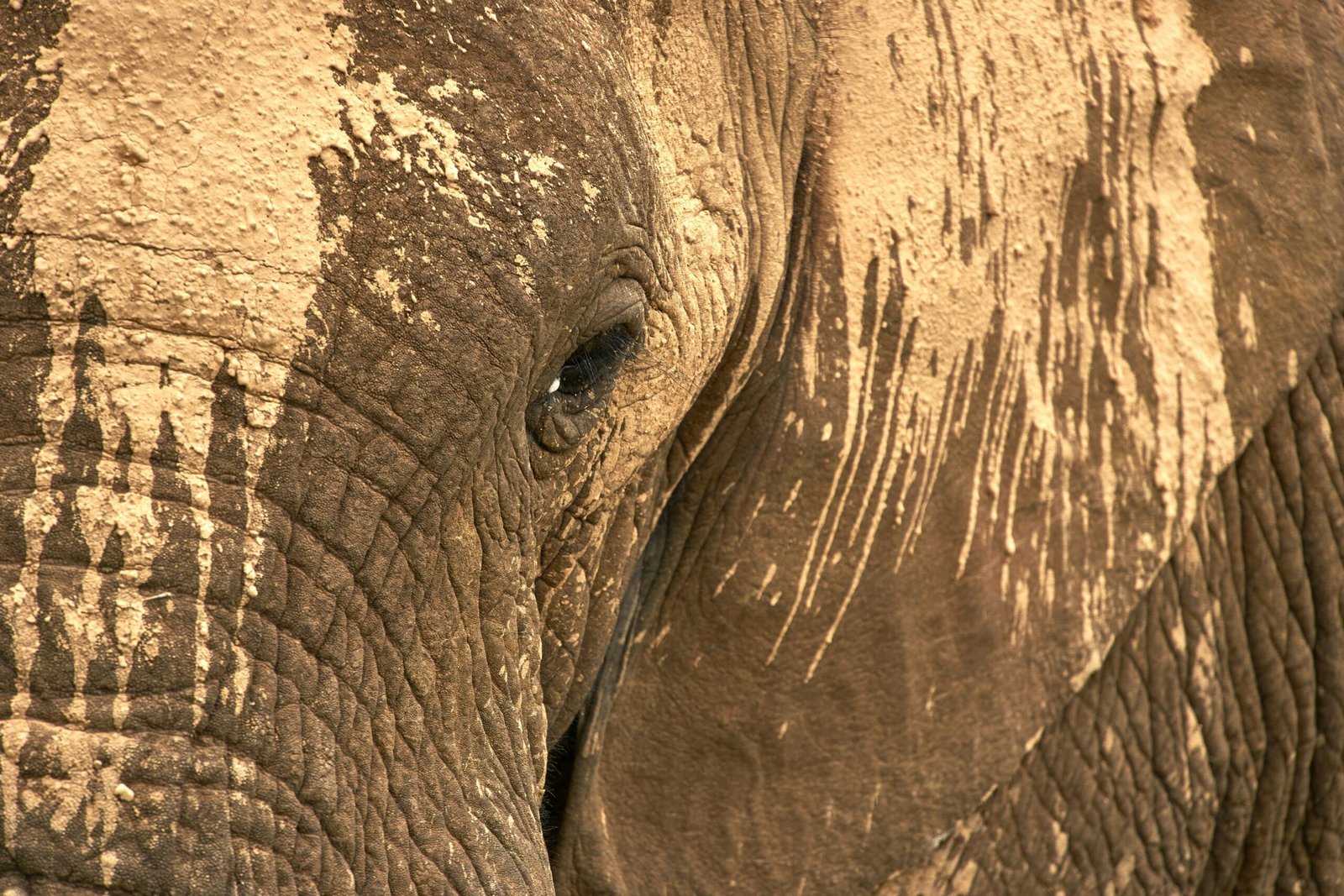 close up photo of elephant