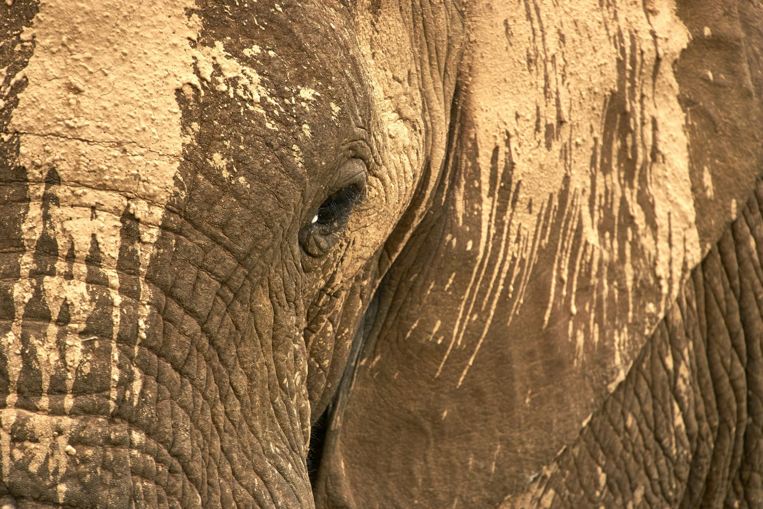close up photo of elephant