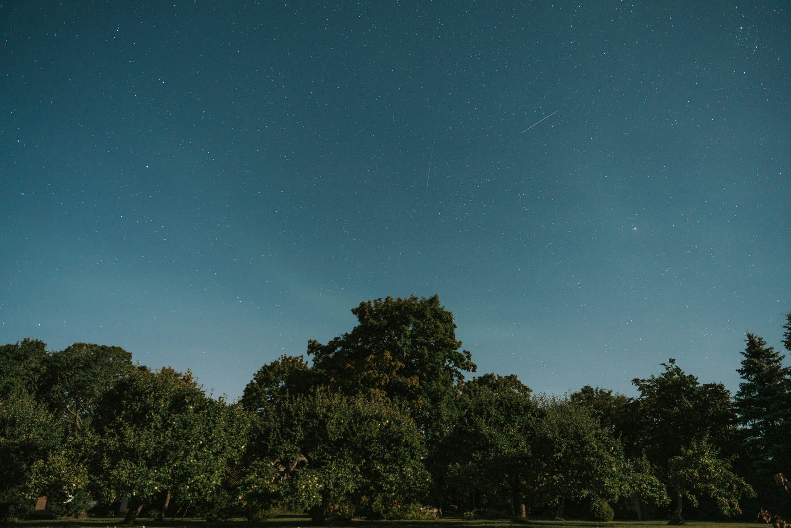 A grassy field with trees under a night sky