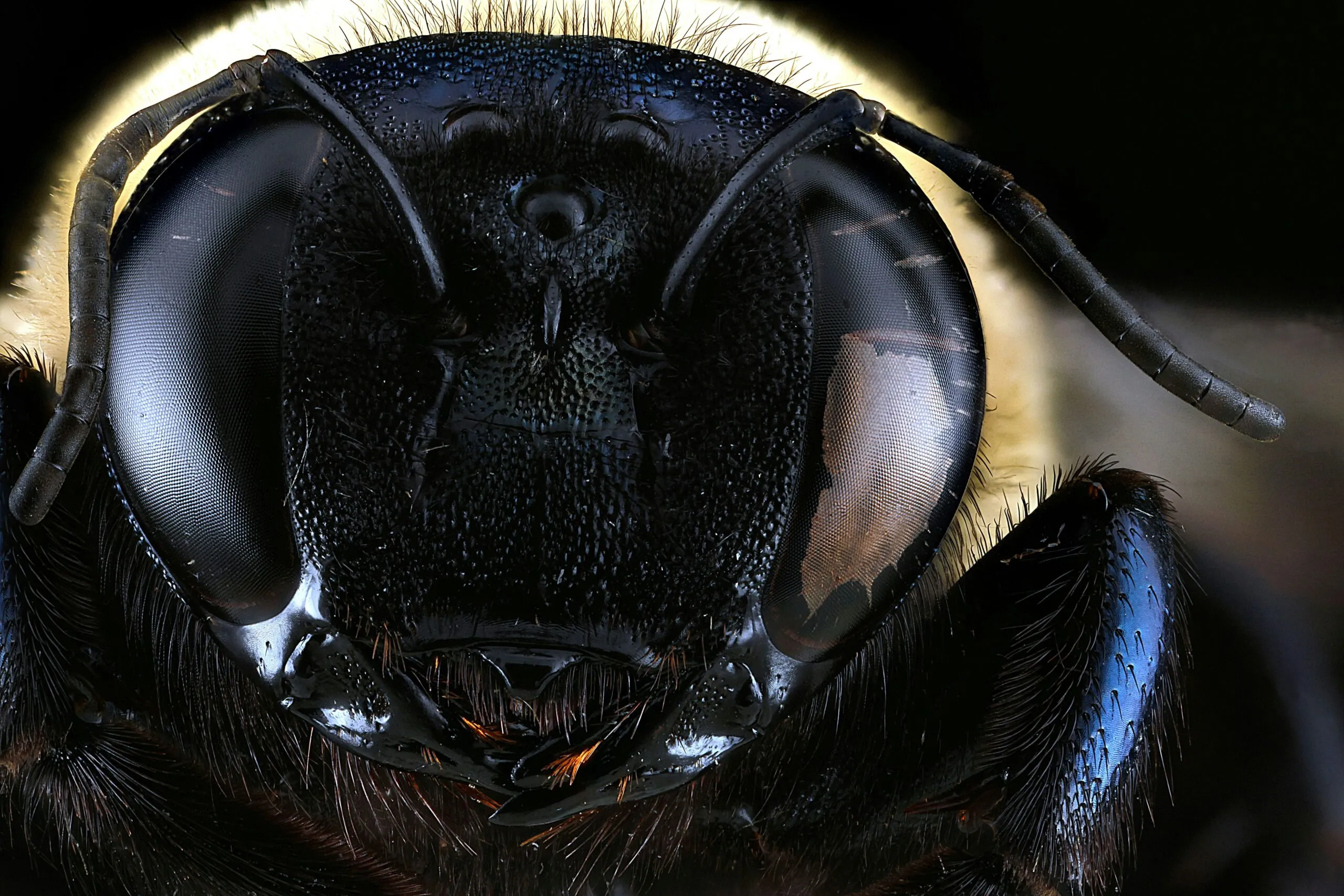 black and brown bee in close up photography