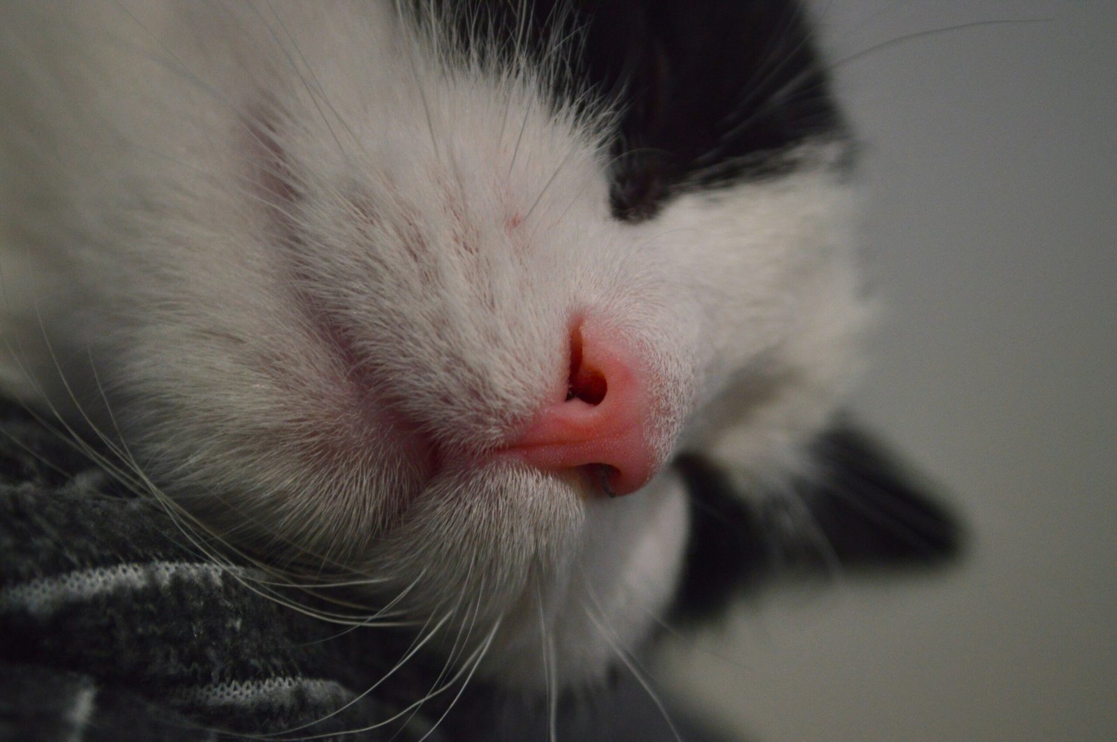 a close up of a black and white cat's face