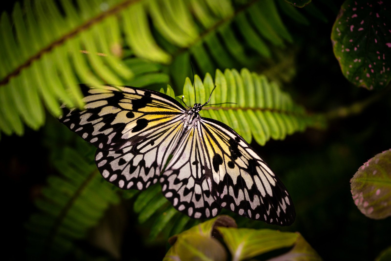 A white butterfly with black markings rests on green leaves.