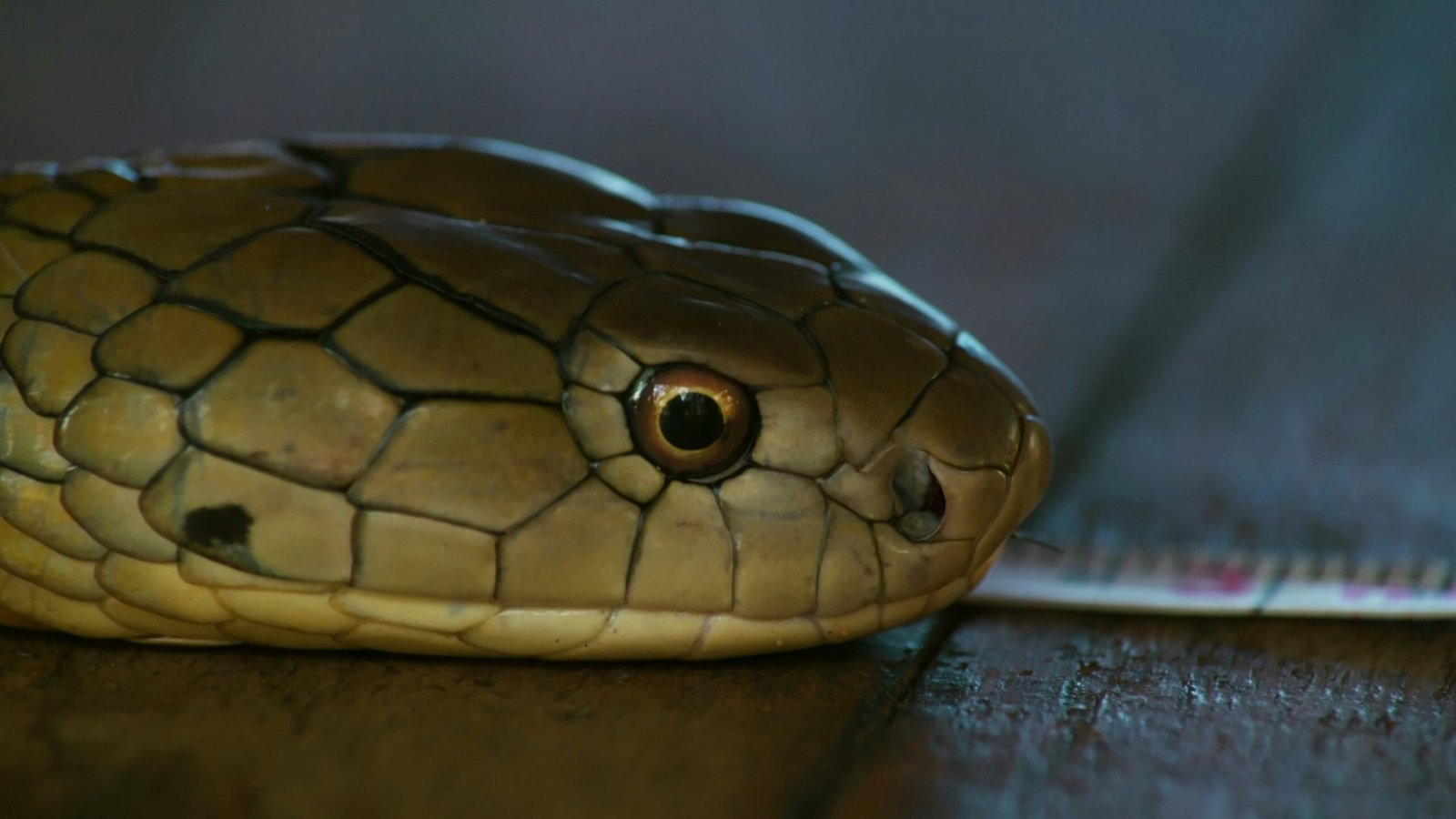 a close up of a snake on a table