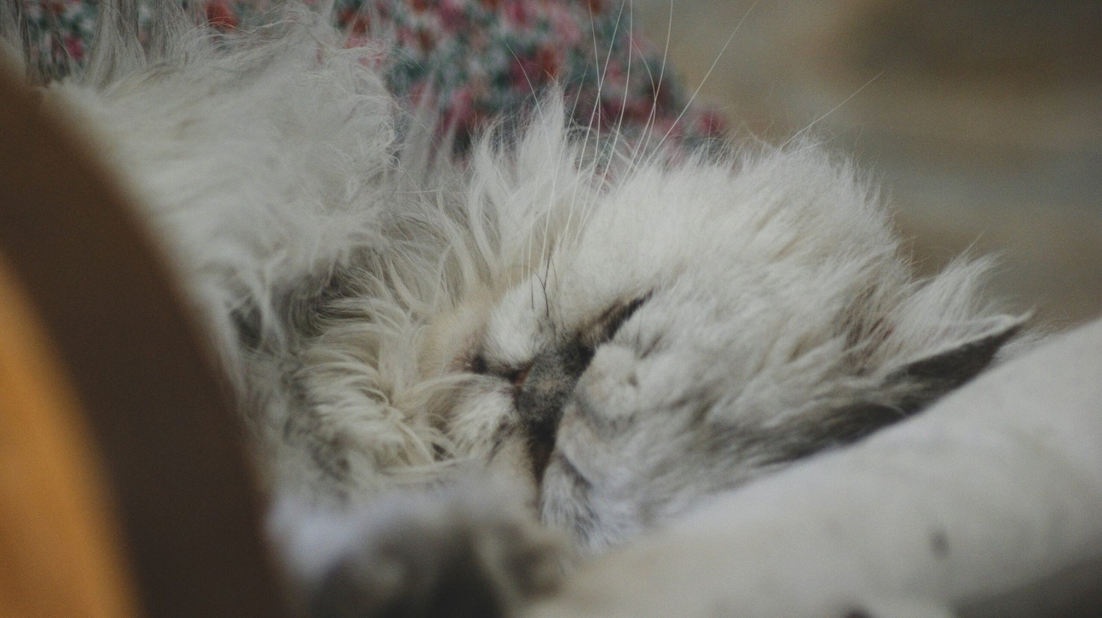 a white cat sleeping on top of a chair
