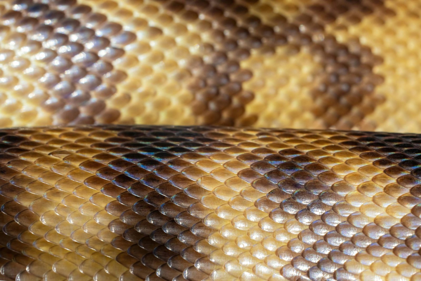 Snake skin's close-up reveals textured scales and patterns.