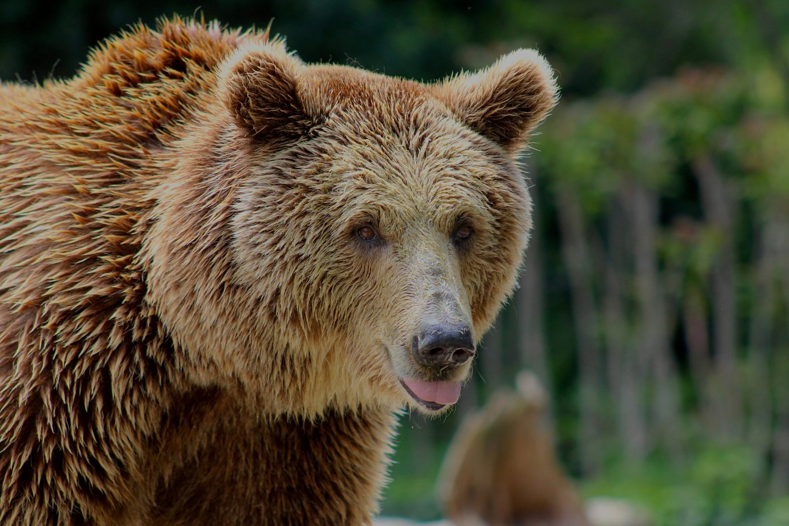 A brown bear poses for a portrait.