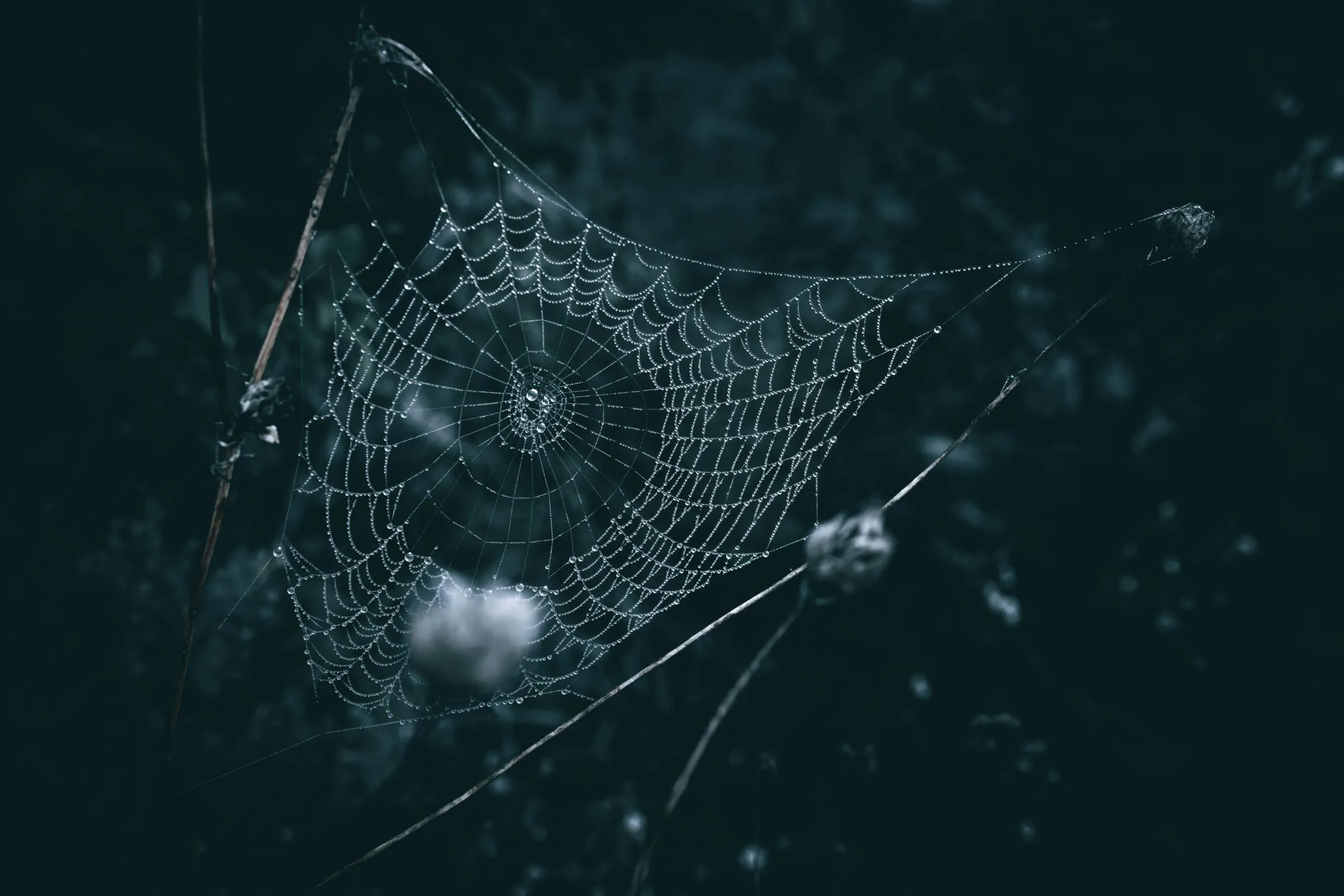 a spider web with water droplets on it