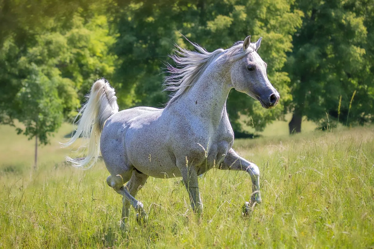 horse, arabian thoroughbred, nature, meadow, mare, trot, stallion, arabian horse, white, summer, animal photography, main and state stud marbach, freedom, famous, beauty, wildlife, gallop, happy, independence, sense of freedom