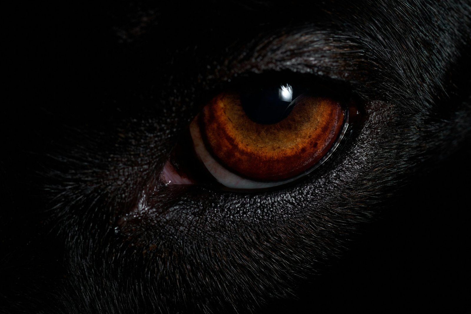 brown animal eye