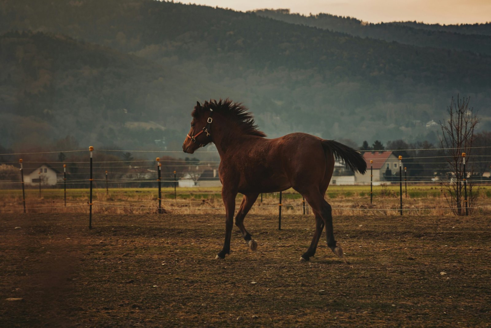 a horse running in a field with mountains in the background