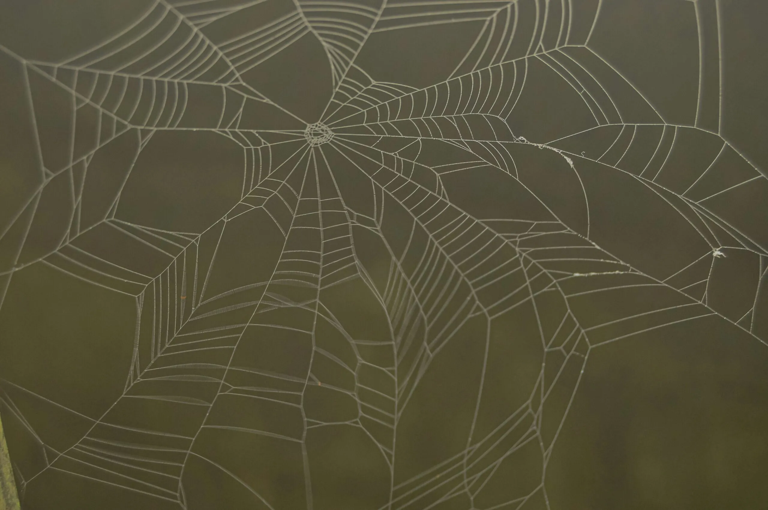a white spider web