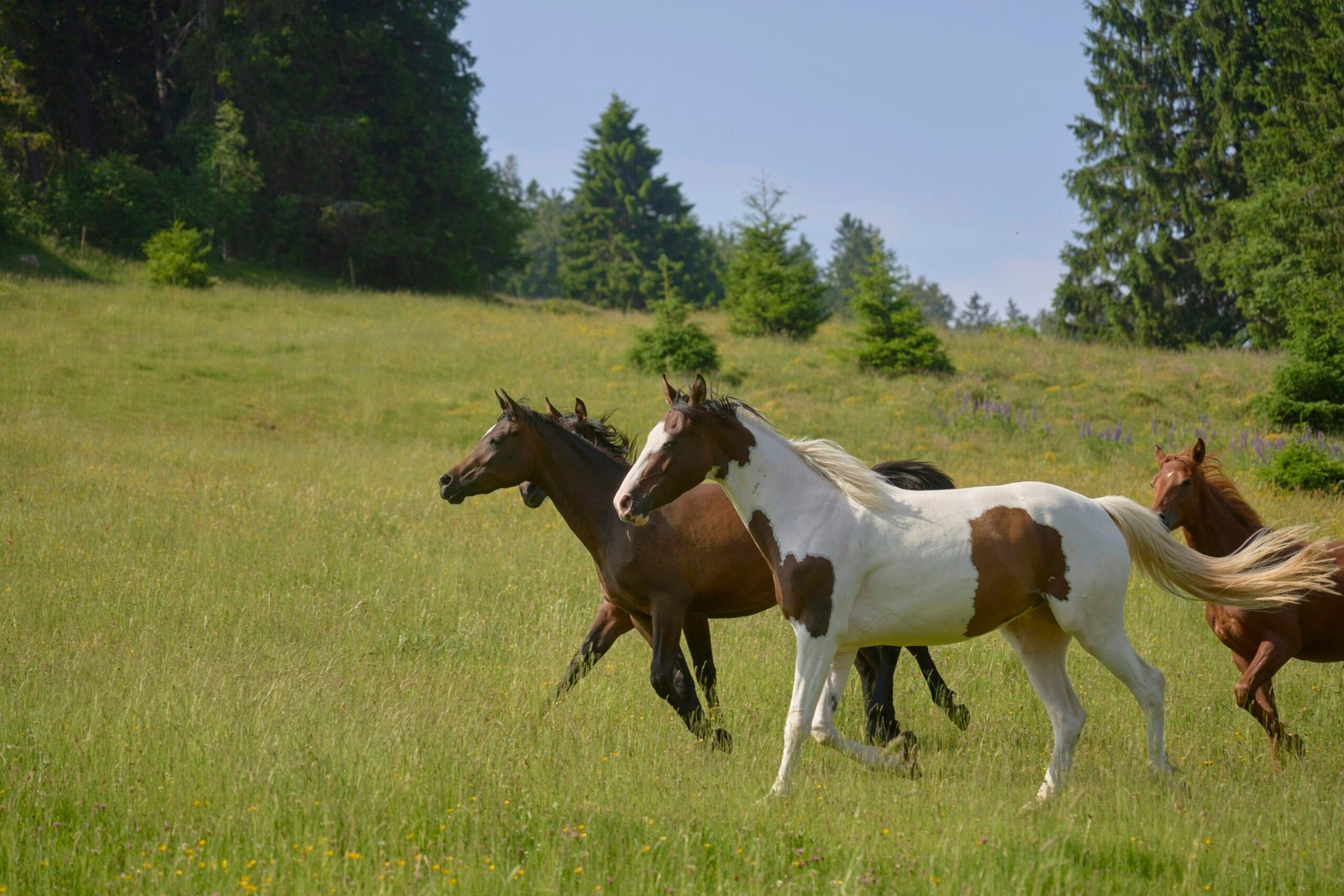 Horses running through a grassy field