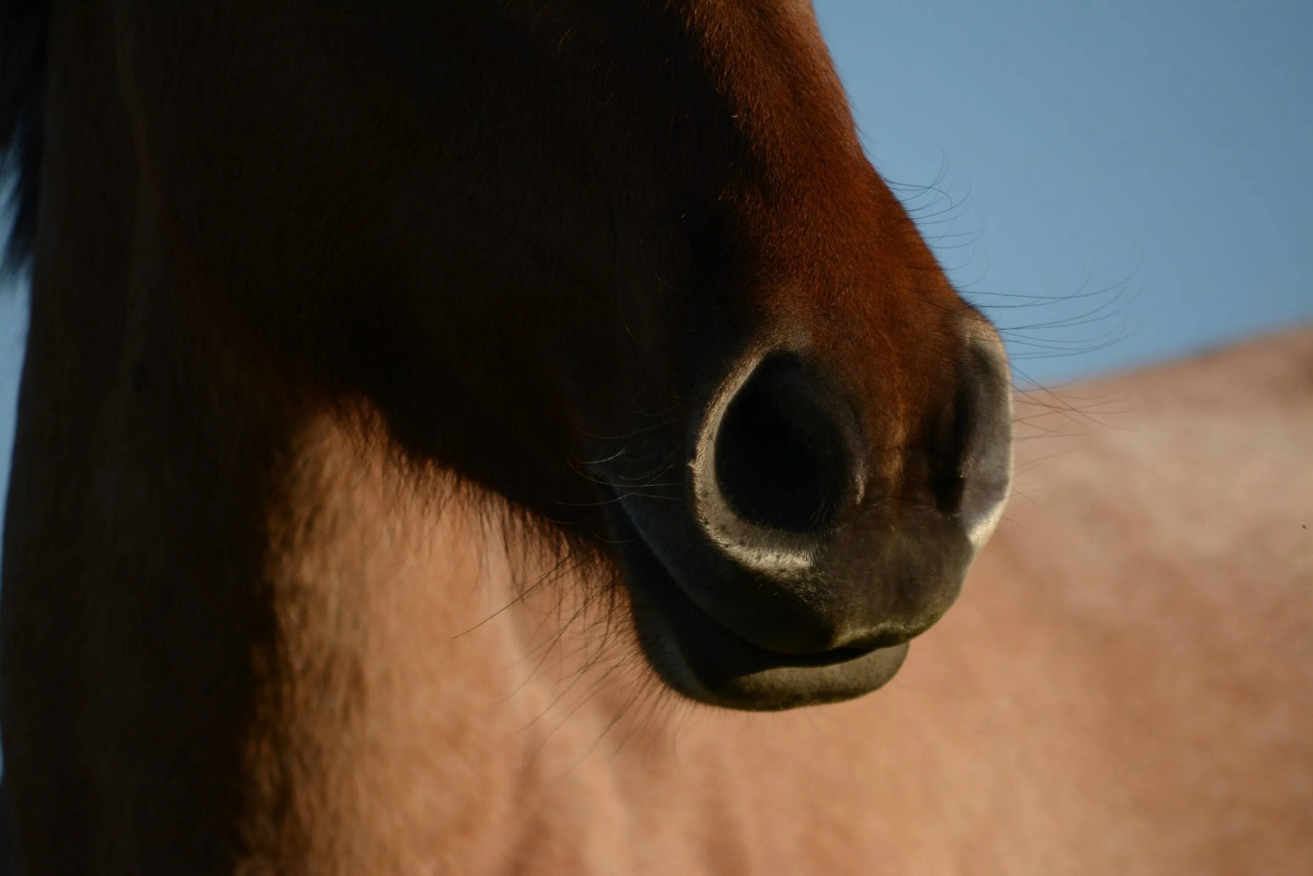 brown horse under blue sky during daytime