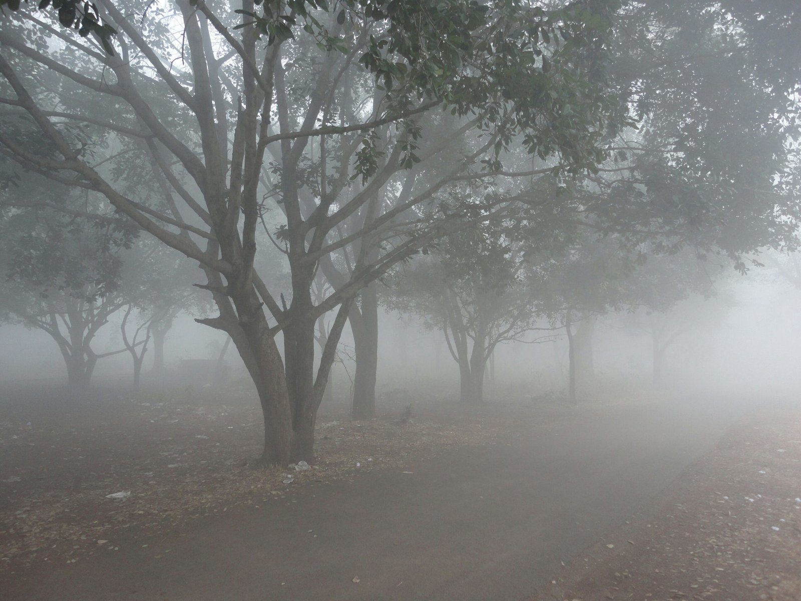 green trees on brown field during foggy day