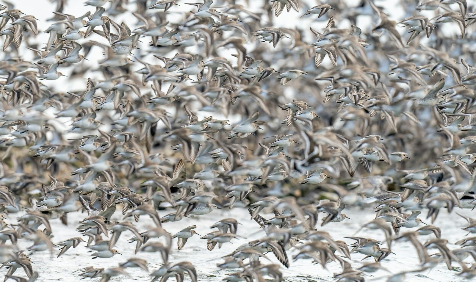 a flock of birds flying over a snow covered ground