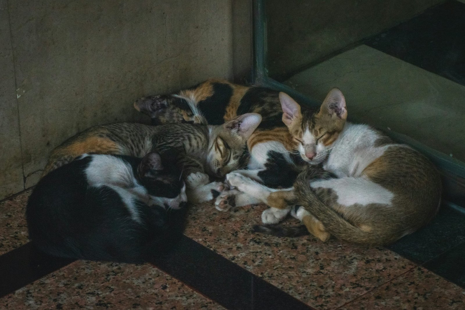 Several cats are sleeping together in a pile.