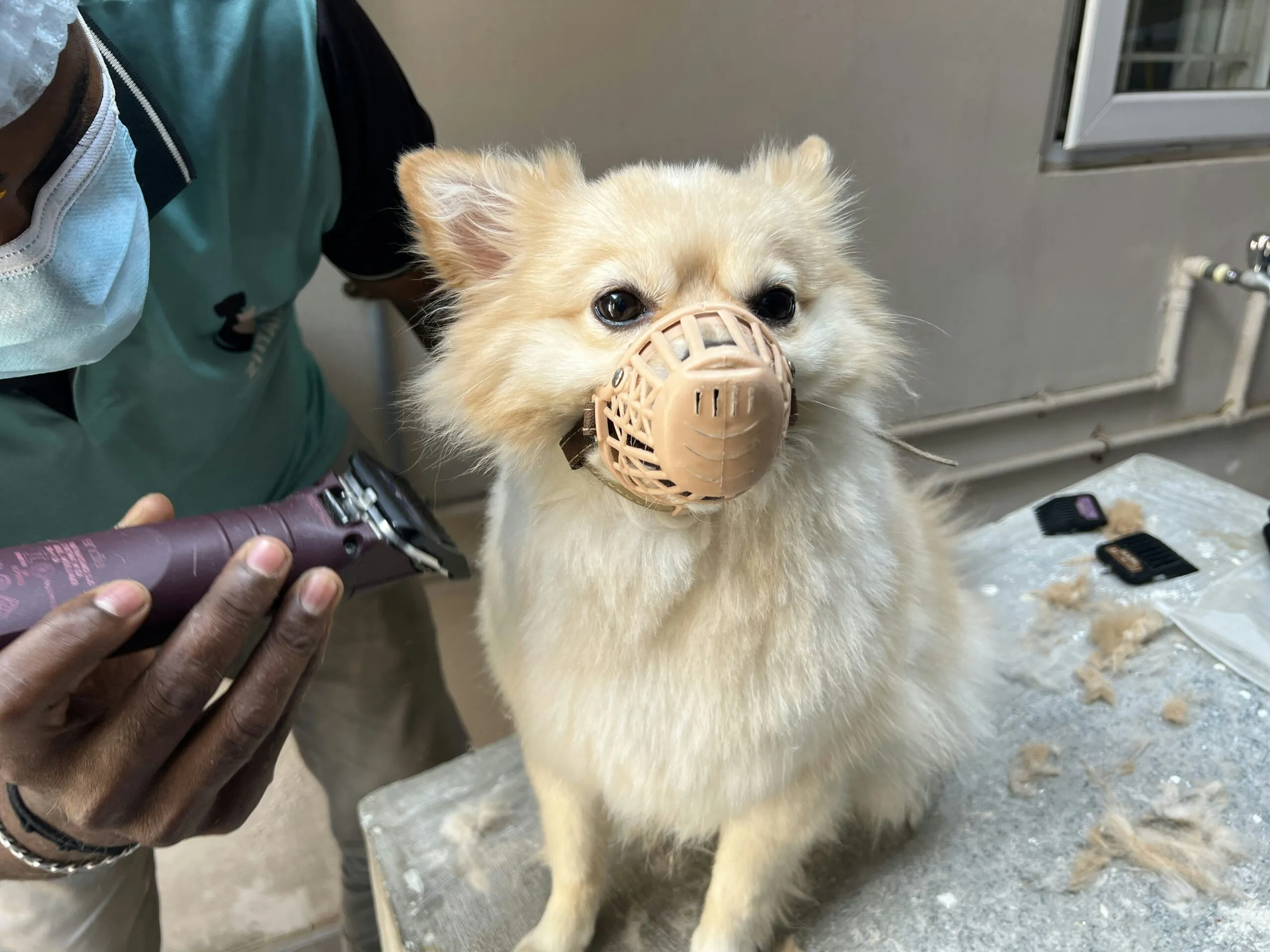 A dog sitting on a table with a muzzle on it's face
