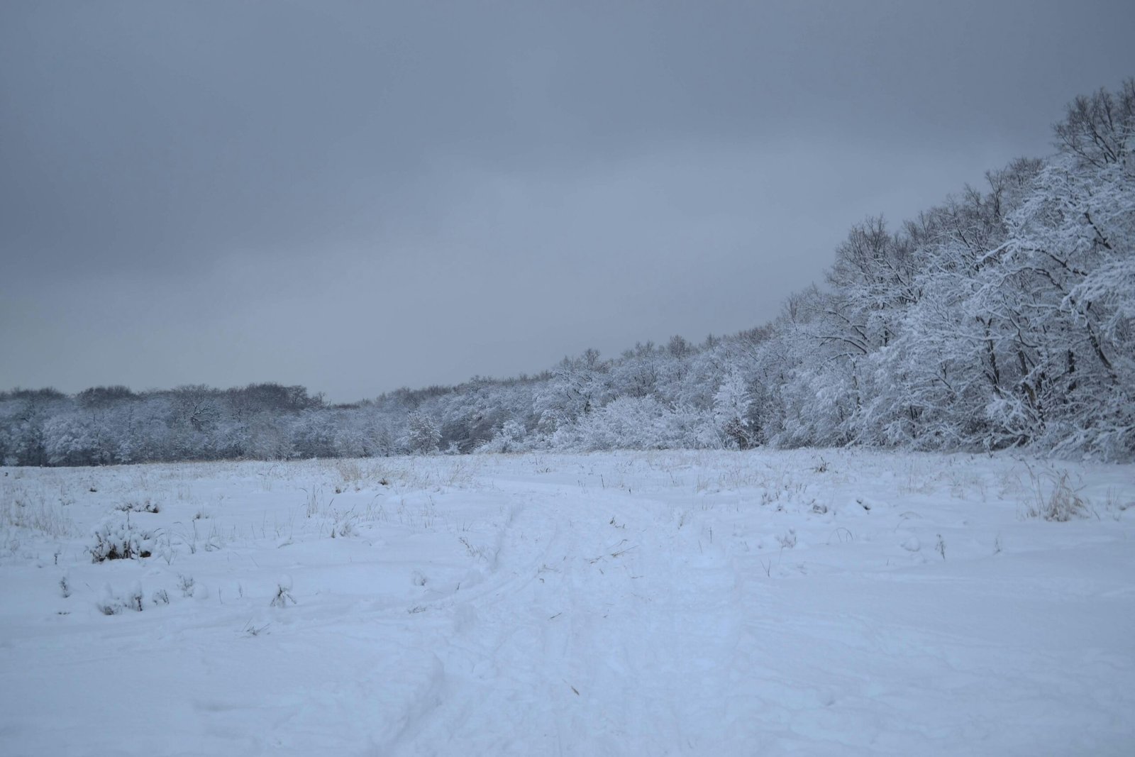 snow covered field and trees