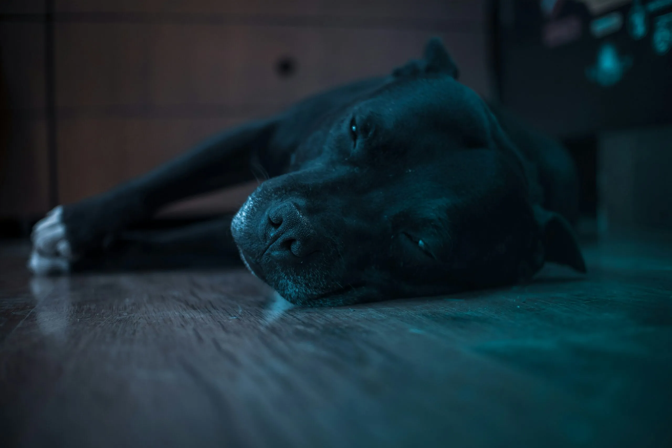 a dog laying on the floor with his head on the floor