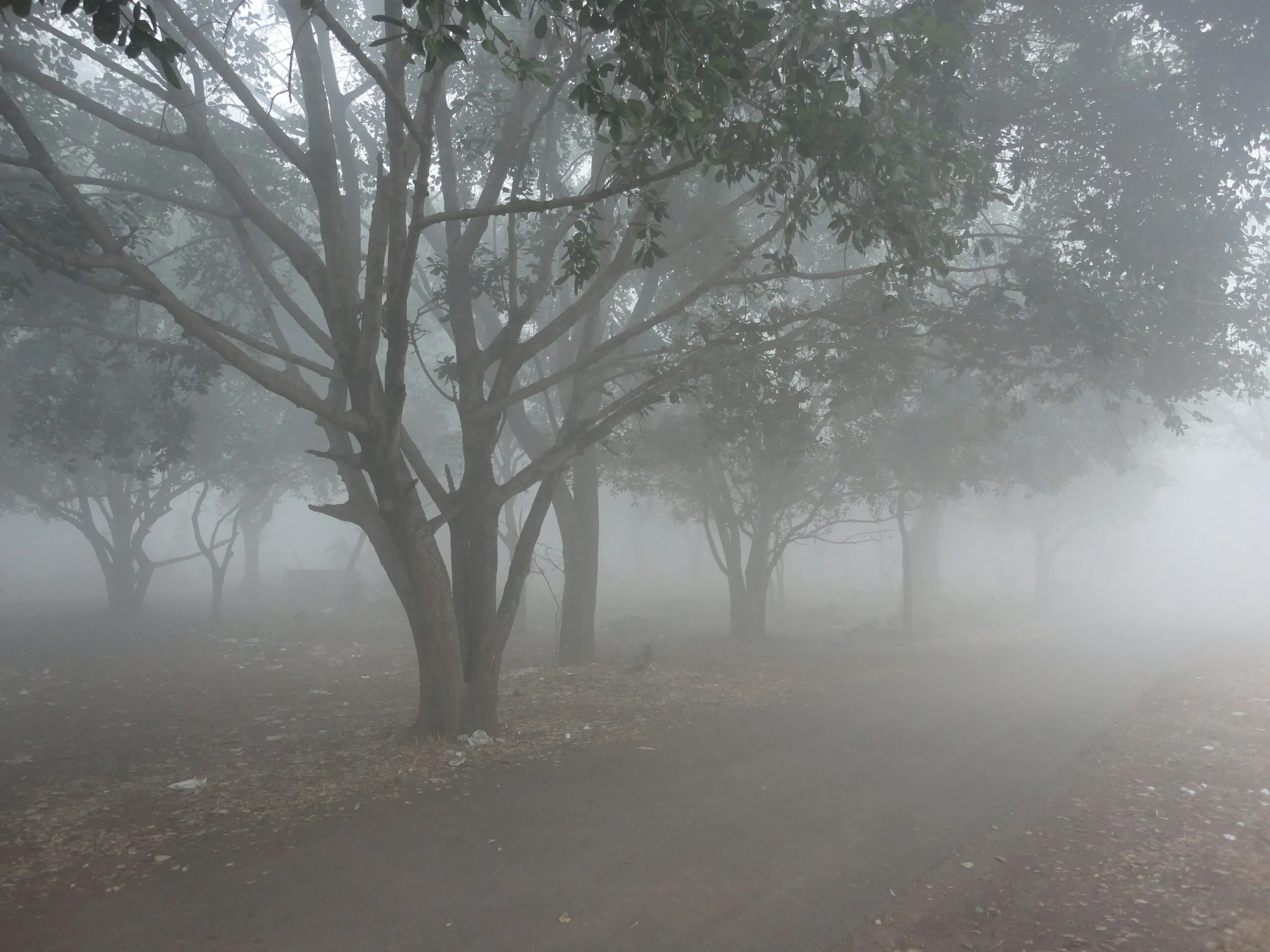 green trees on brown field during foggy day