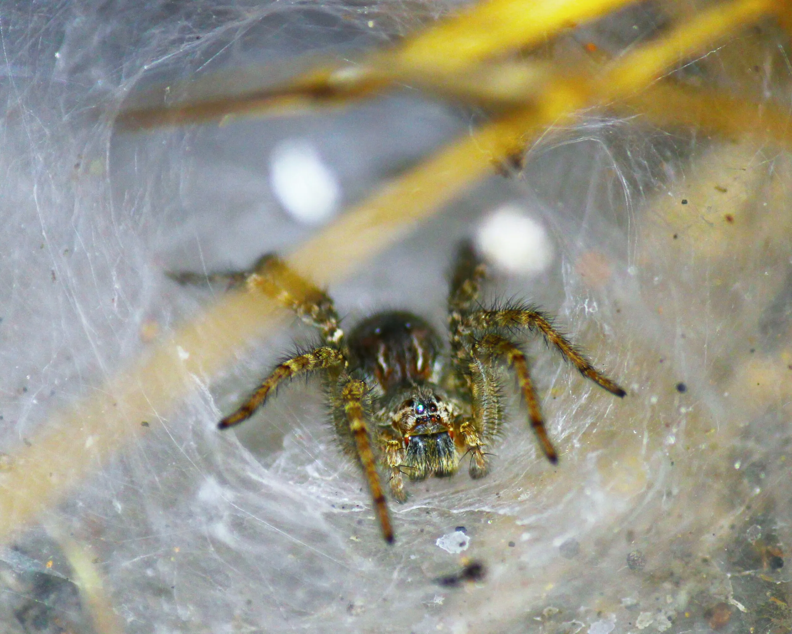 a spider on a web