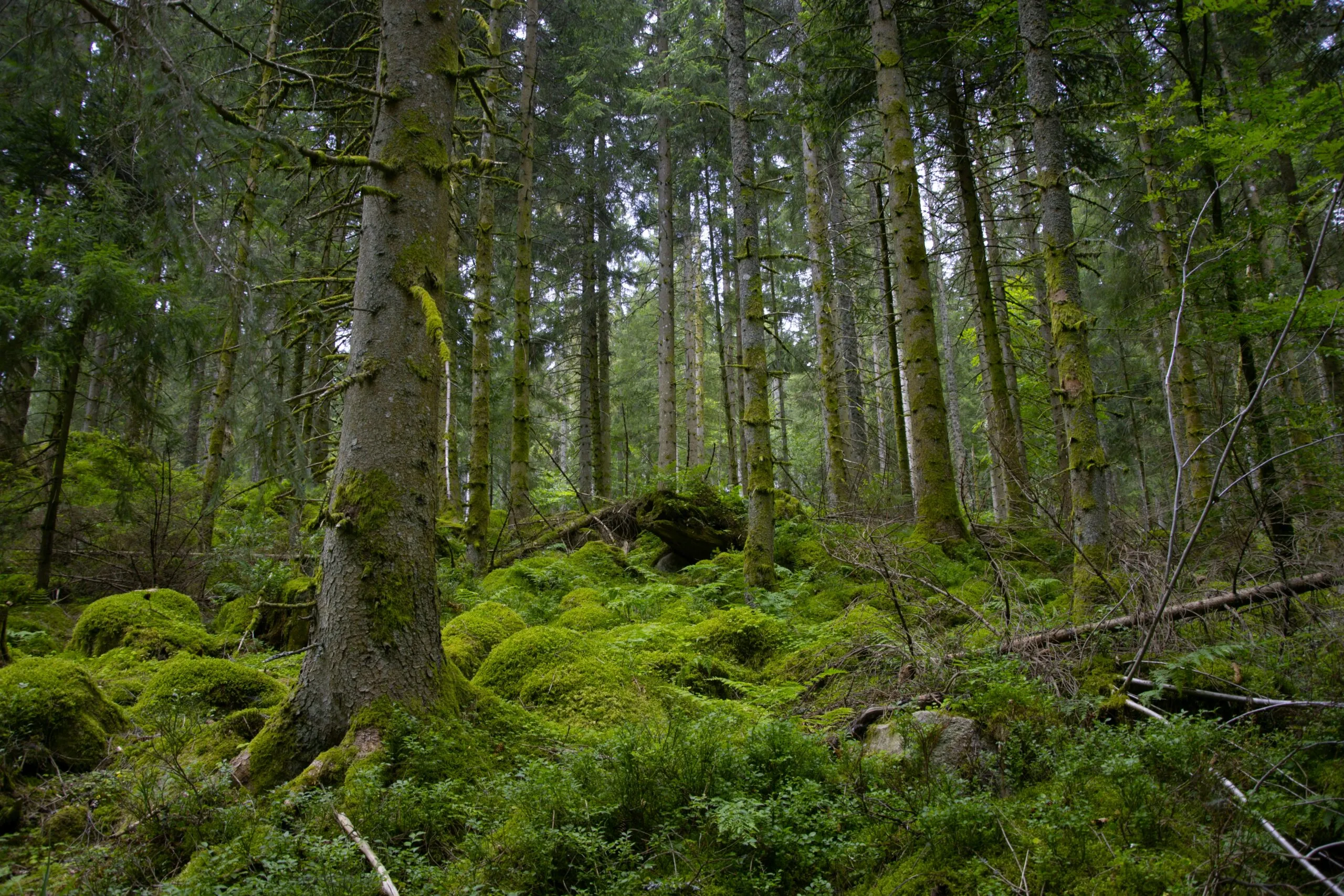 green moss on brown tree trunk