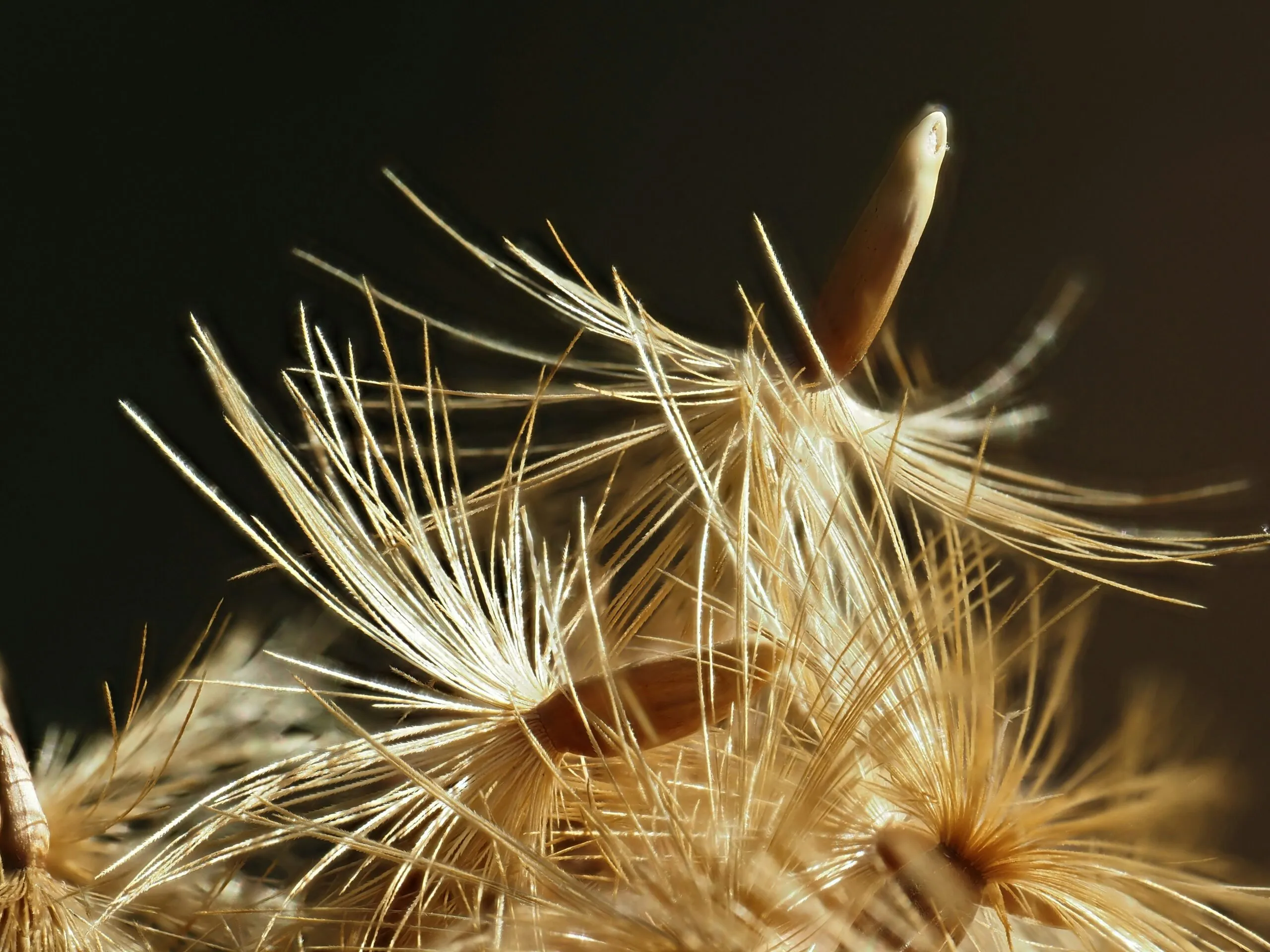 A close up of a dandelion on a black background