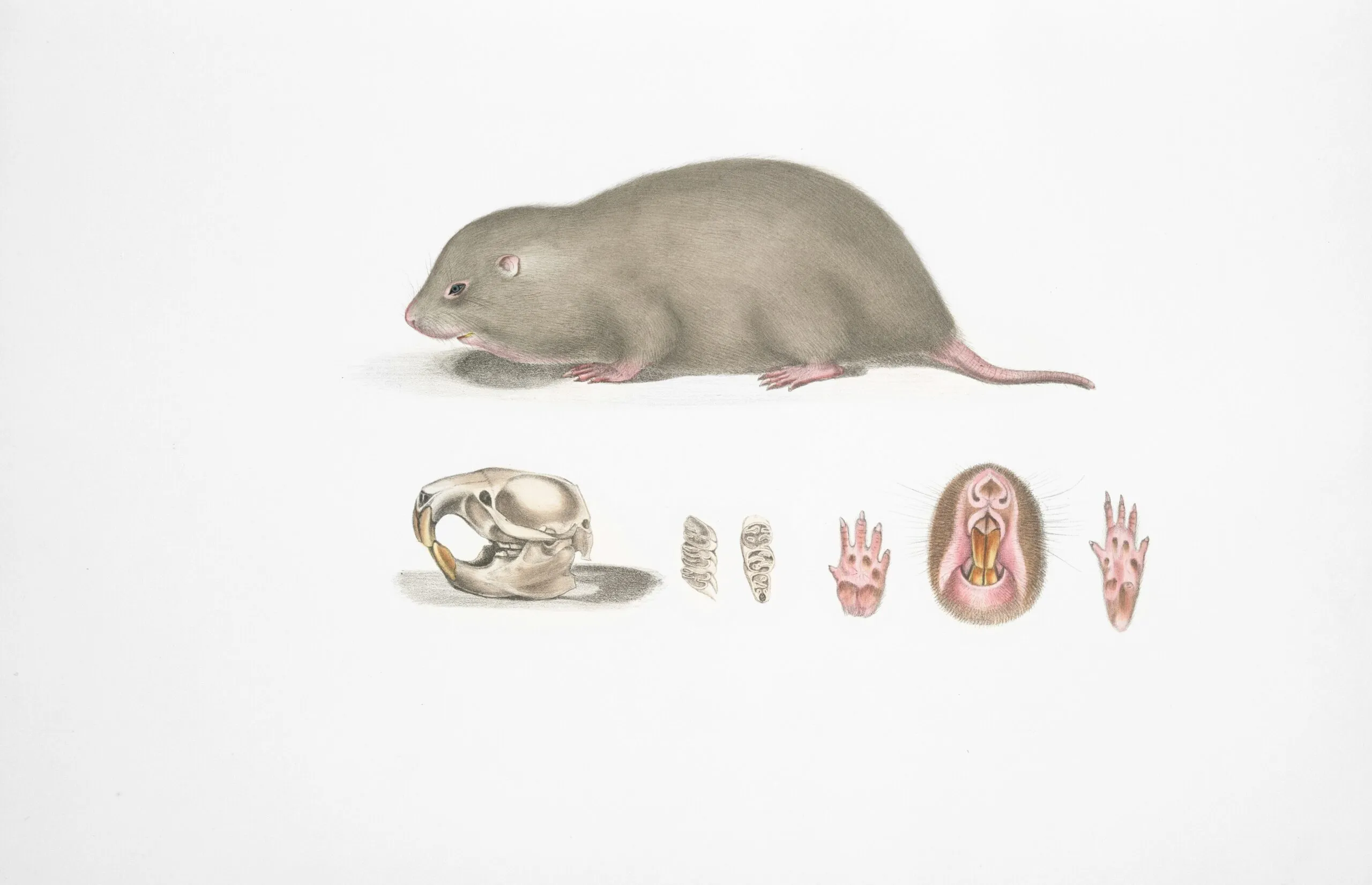 Rare Book Division, The New York Public Library. "Chinese Bamboo Rat, Rhizomys Sinensis. Fig. 1. 1/2 Natural size, Fig. 2-5. Natural size, Fig. 6. Magnified." The New York Public Library Digital Collections. 1830-1834. https://digitalcollections.nypl.org/items/510d47da-b4f5-a3d9-e040-e00a18064a99