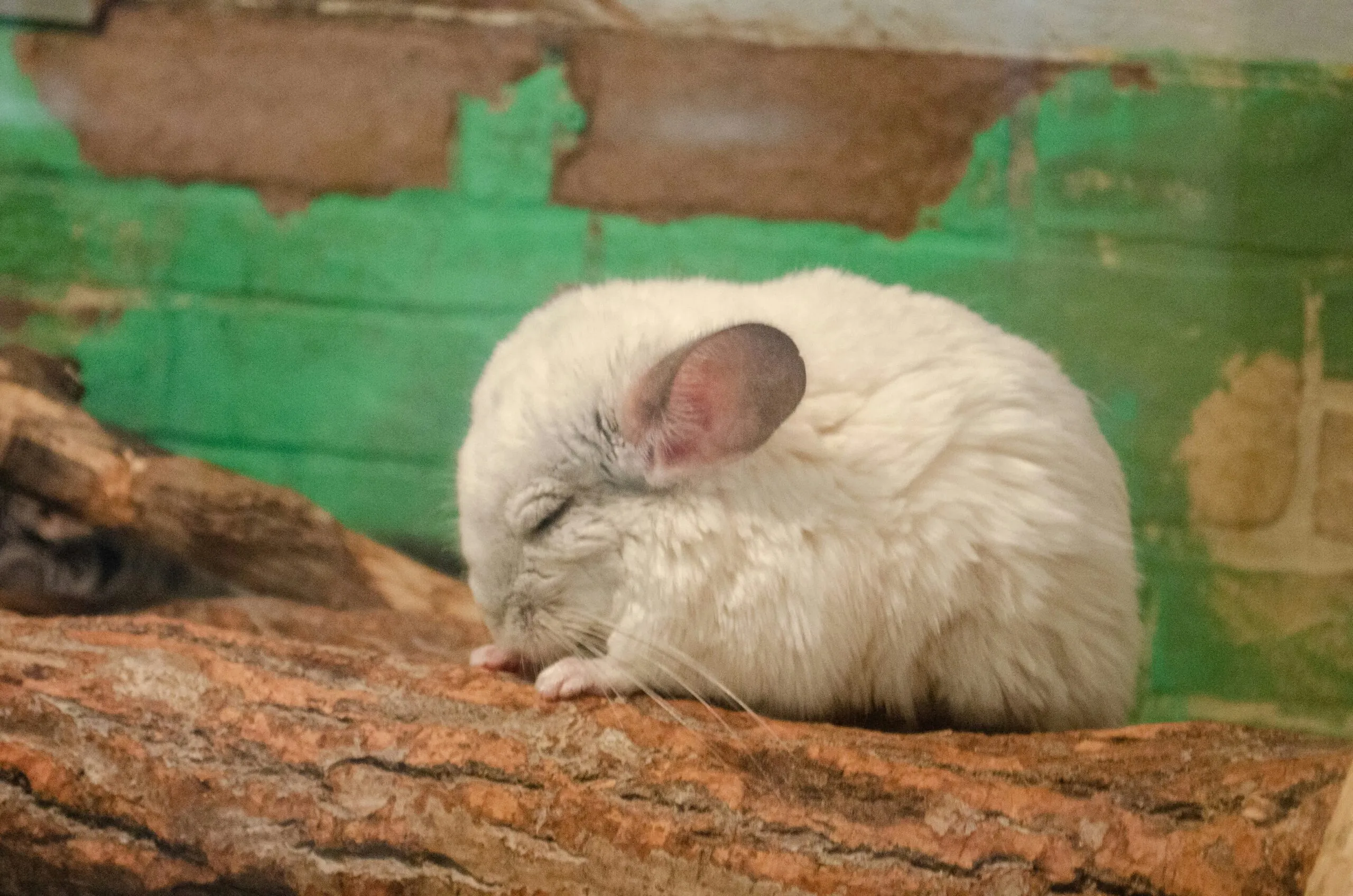 a small white animal
