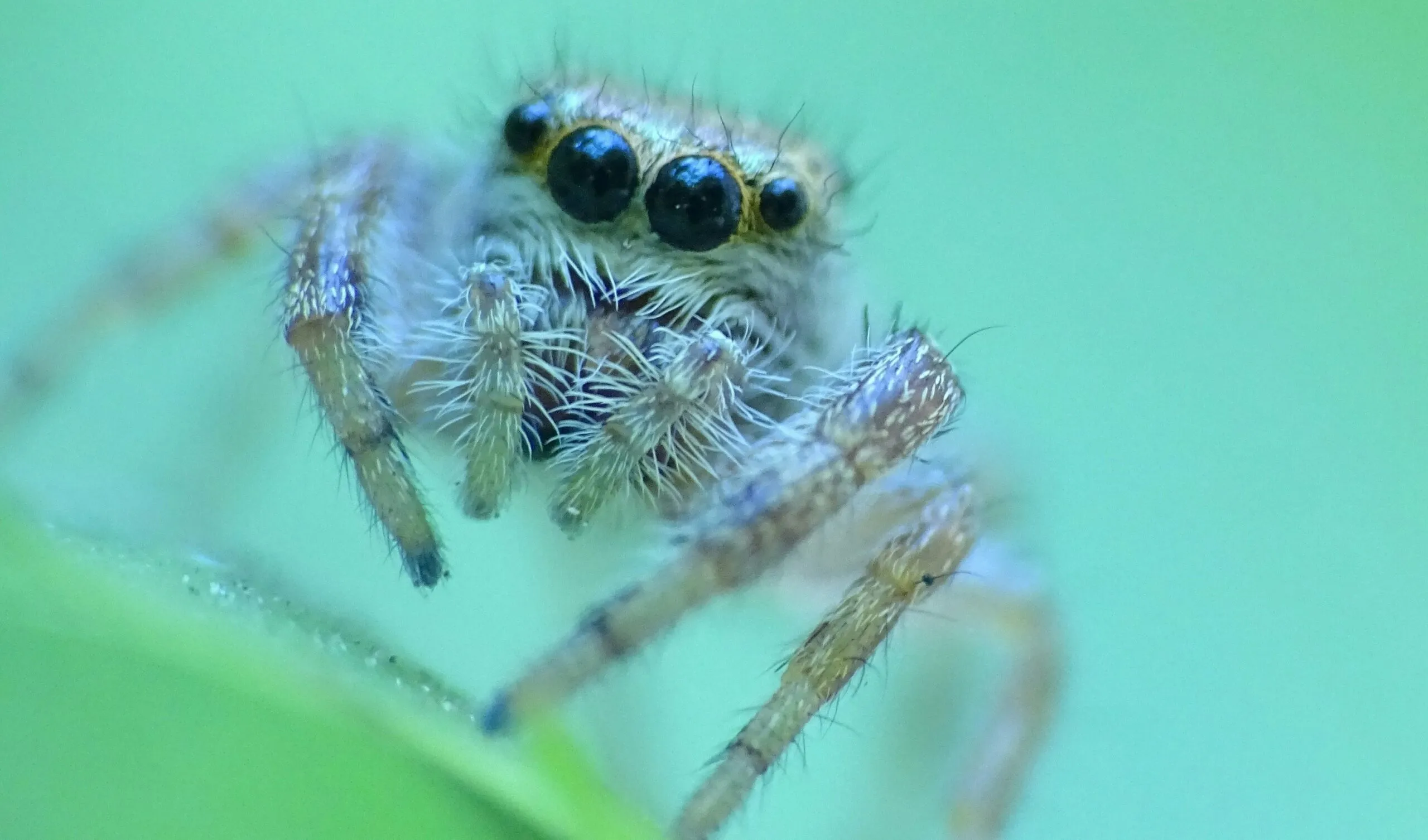 white and brown spider on green leaf