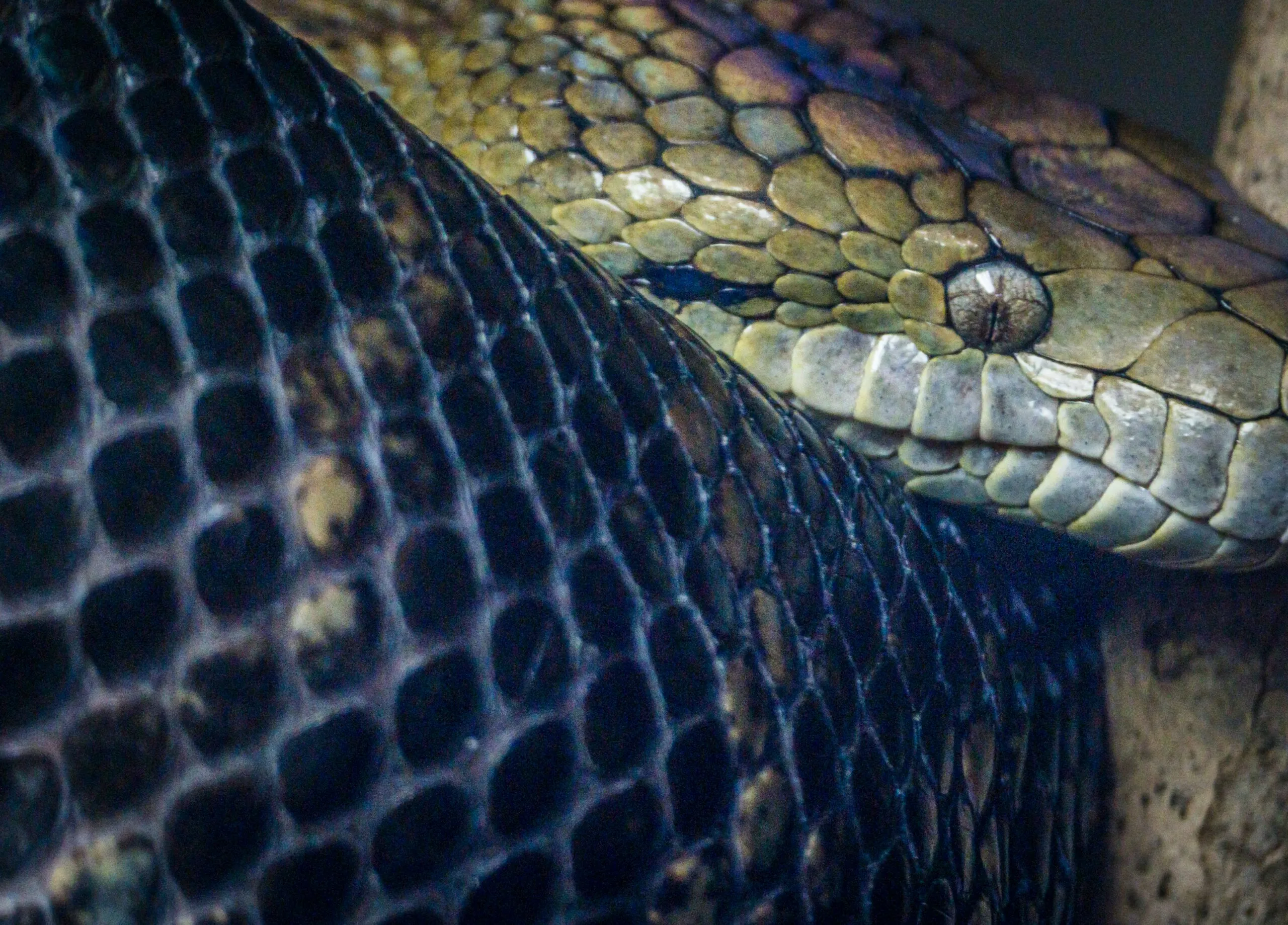 a close up of a snake on a tree branch