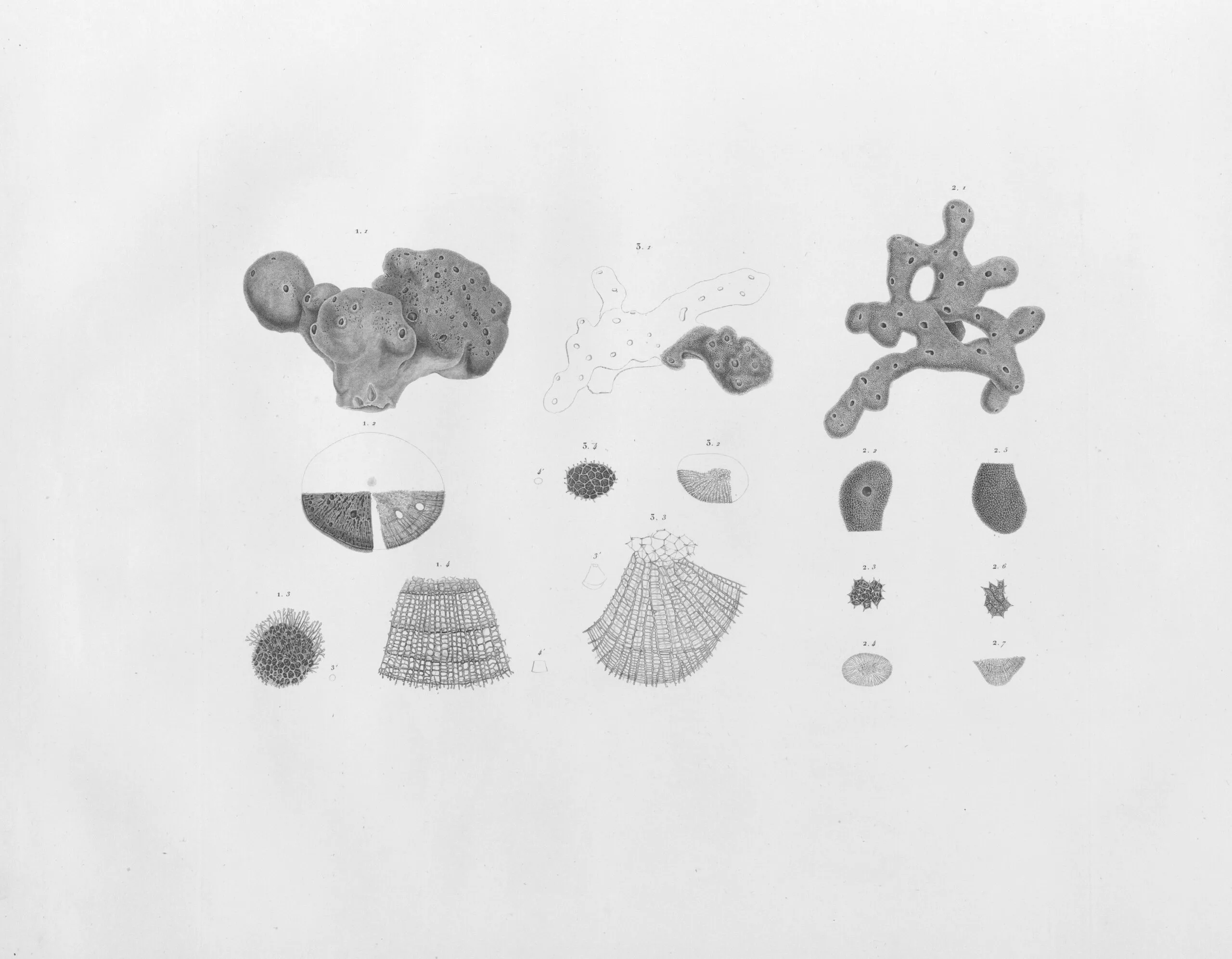 Rare Book Division, The New York Public Library. "Zoologie. Zoophytes. Éponges à réseau." The New York Public Library Digital Collections. 1805-1812. https://digitalcollections.nypl.org/items/510d47e0-be31-a3d9-e040-e00a18064a99