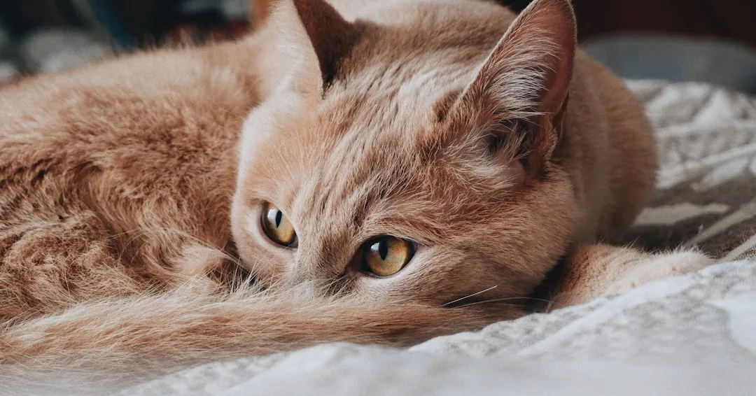 a cat lying on a blanket