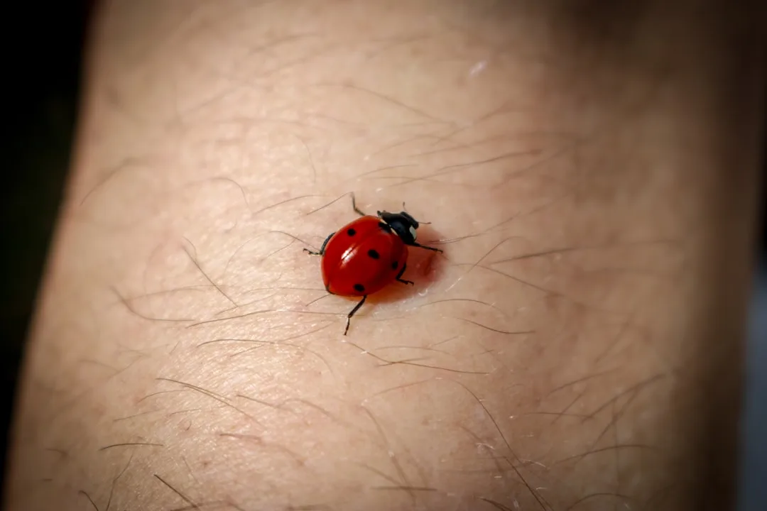 red ladybug on human skin