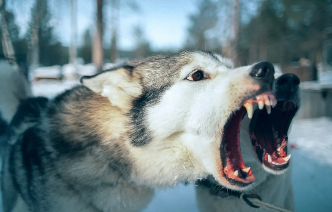 a close up of a dog with its mouth open