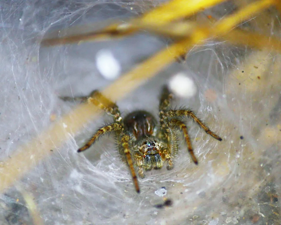 a spider on a web
