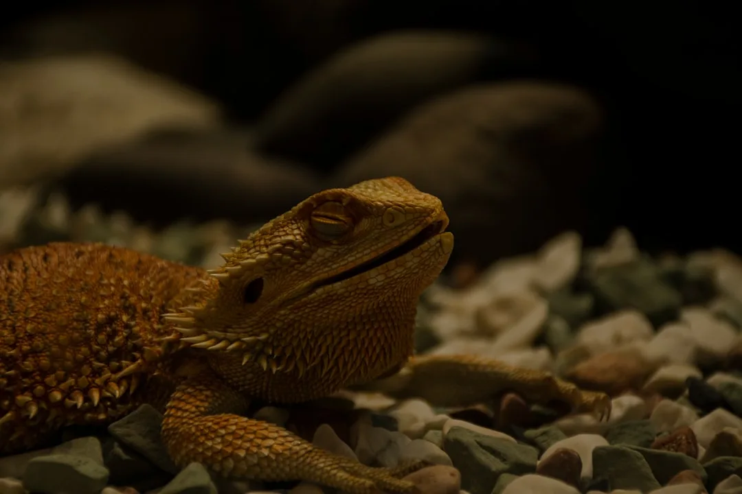 a close up of a lizard laying on rocks