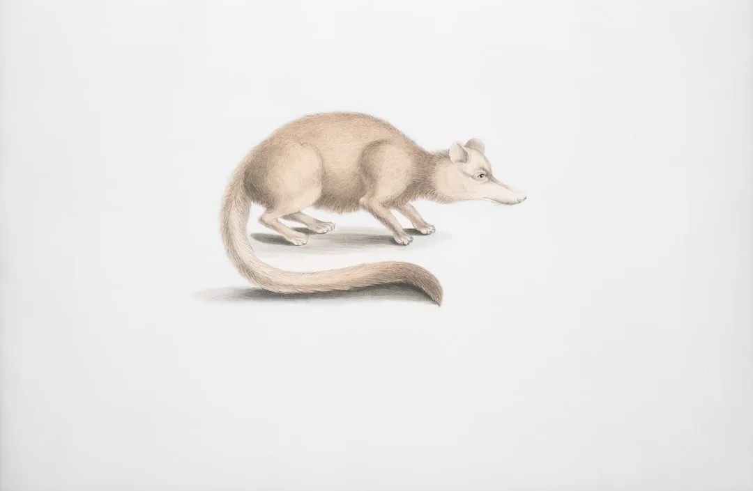 Rare Book Division, The New York Public Library. "Brown long nosed Civet, Viverra? fusca." The New York Public Library Digital Collections. 1830-1834. https://digitalcollections.nypl.org/items/510d47da-9edd-a3d9-e040-e00a18064a99