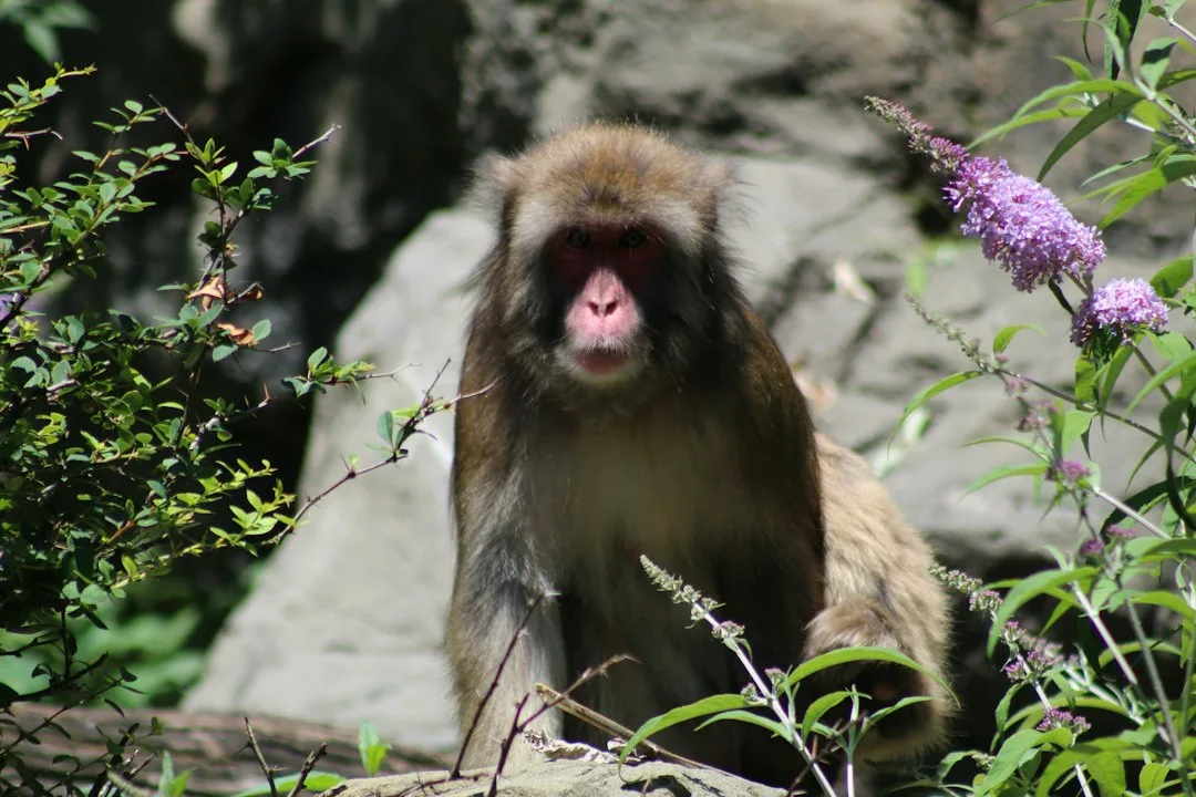 brown monkey on green tree during daytime