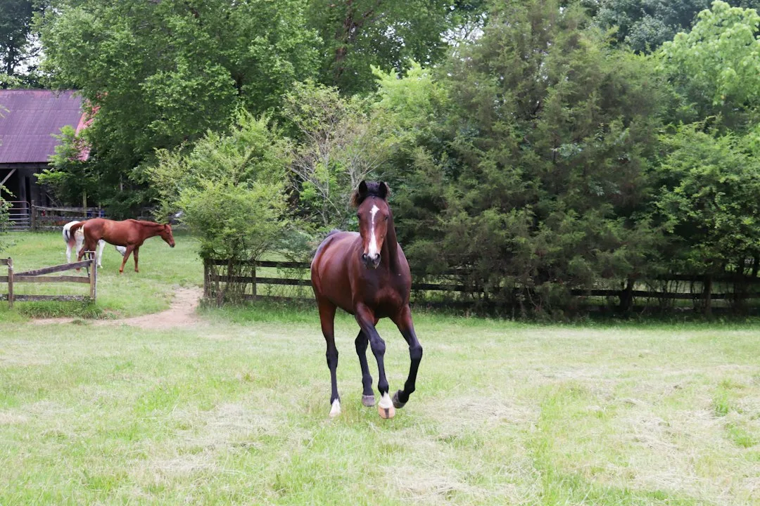 A horse gallops forward in a green meadow.